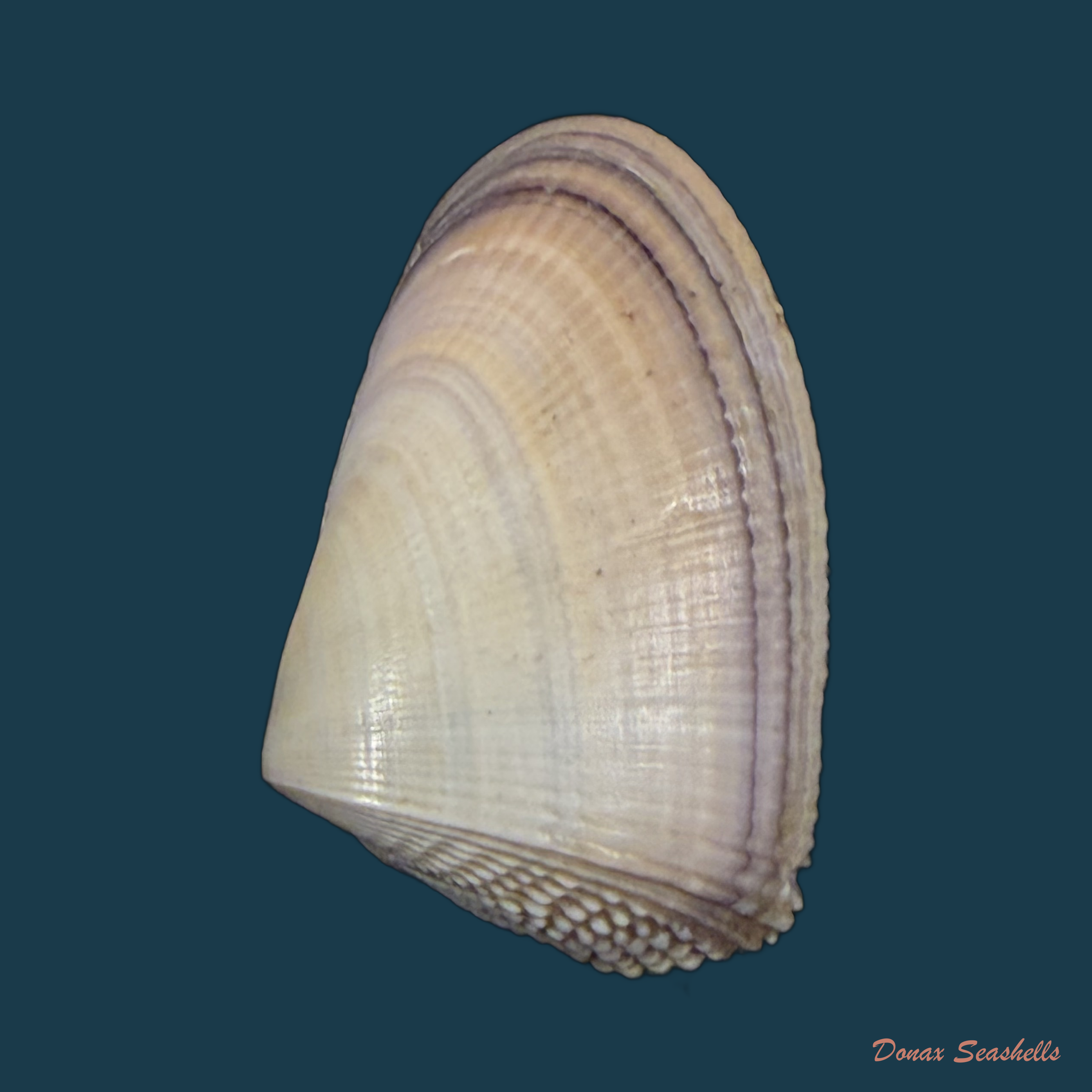 Donax hanleyanus R. A. Philippi, 1847 - 29,1mm