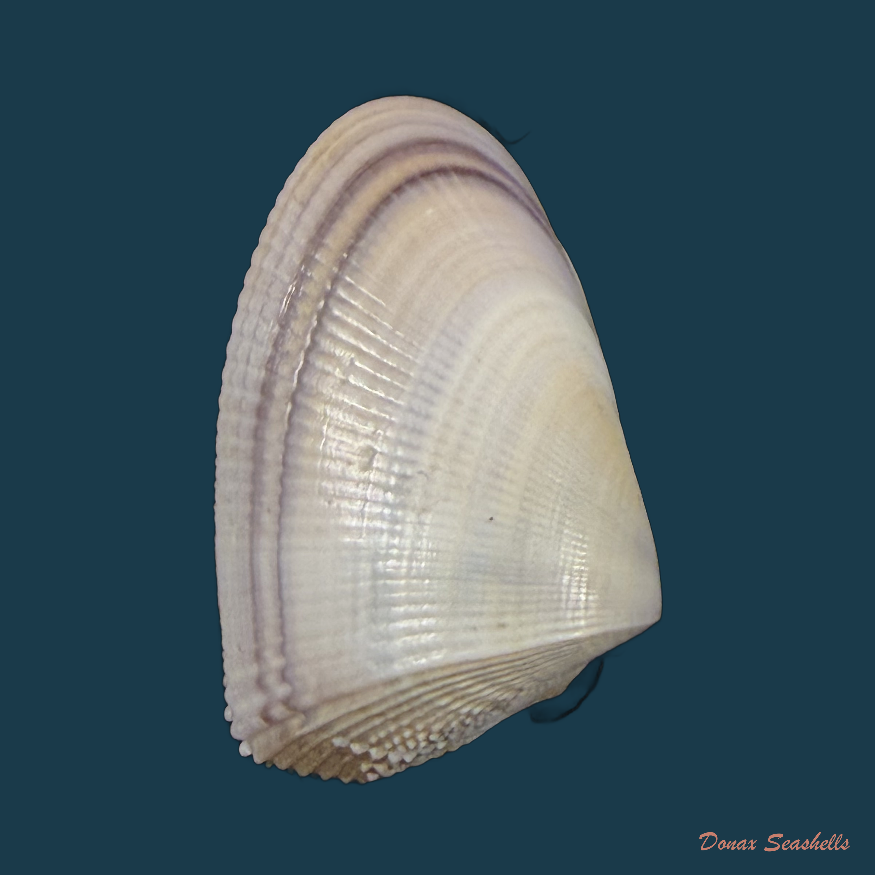 Donax hanleyanus R. A. Philippi, 1847 - 29,2mm