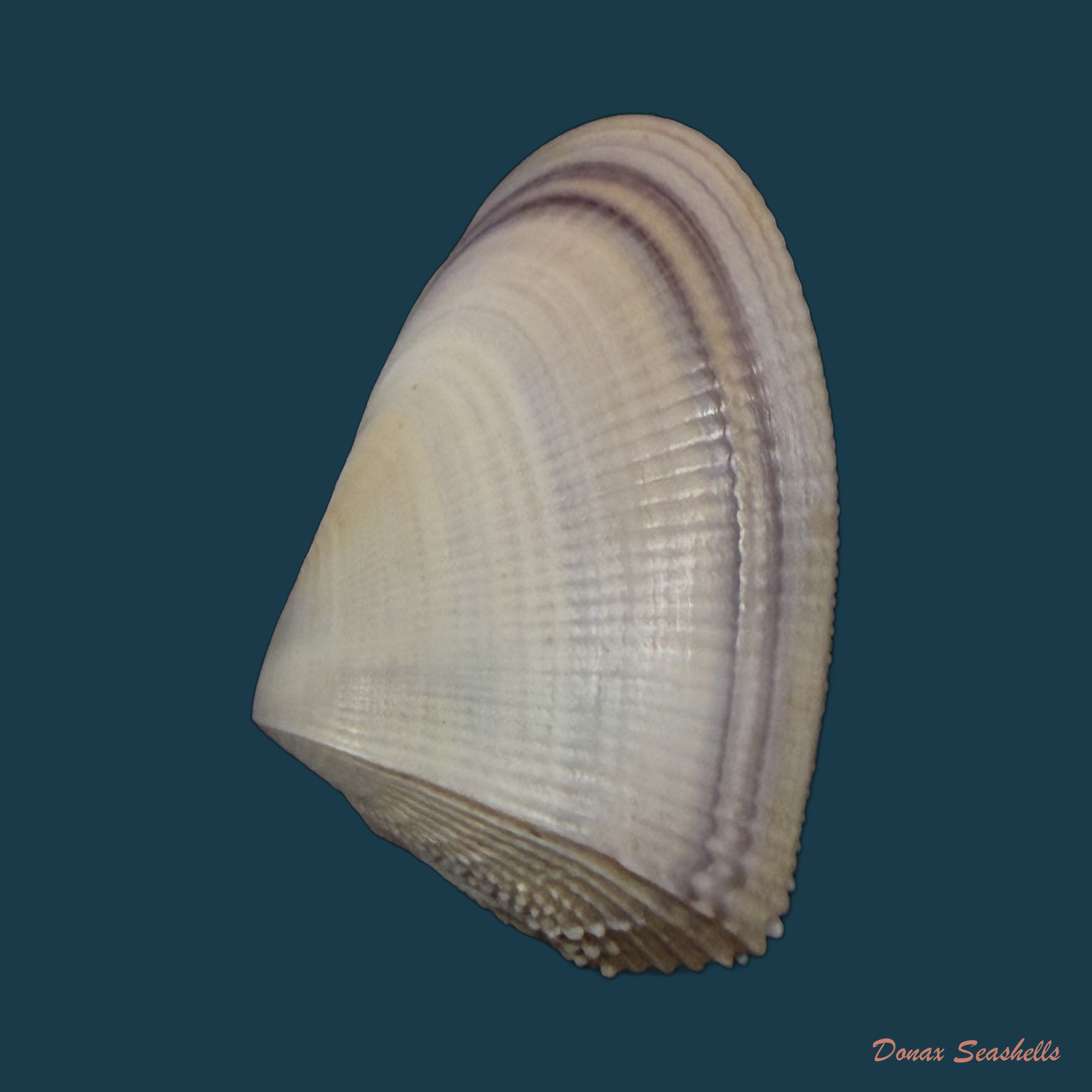 Donax hanleyanus R. A. Philippi, 1847 - 29,2mm
