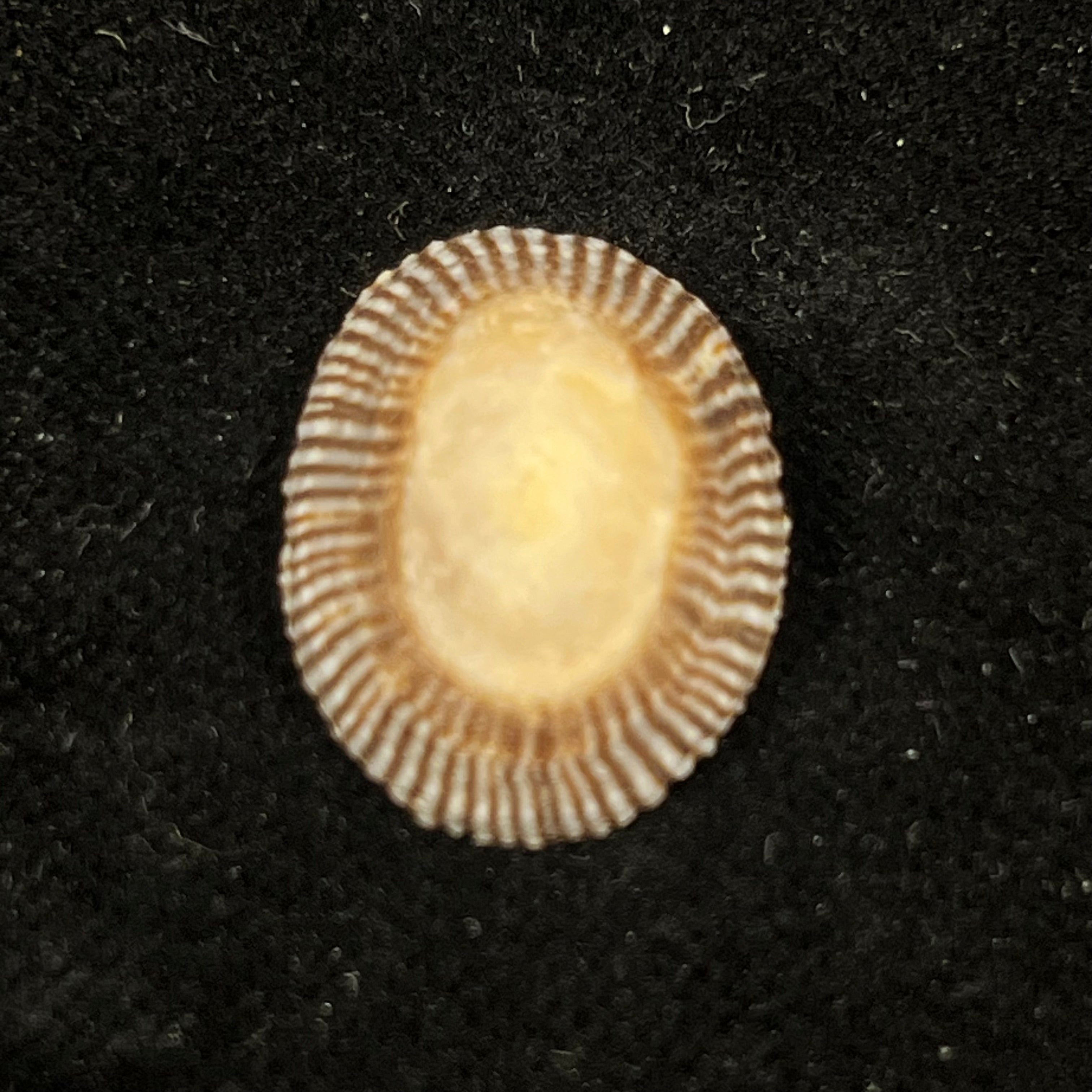 Siphonaria pectinata (Linnaeus, 1758) - 19,9mm