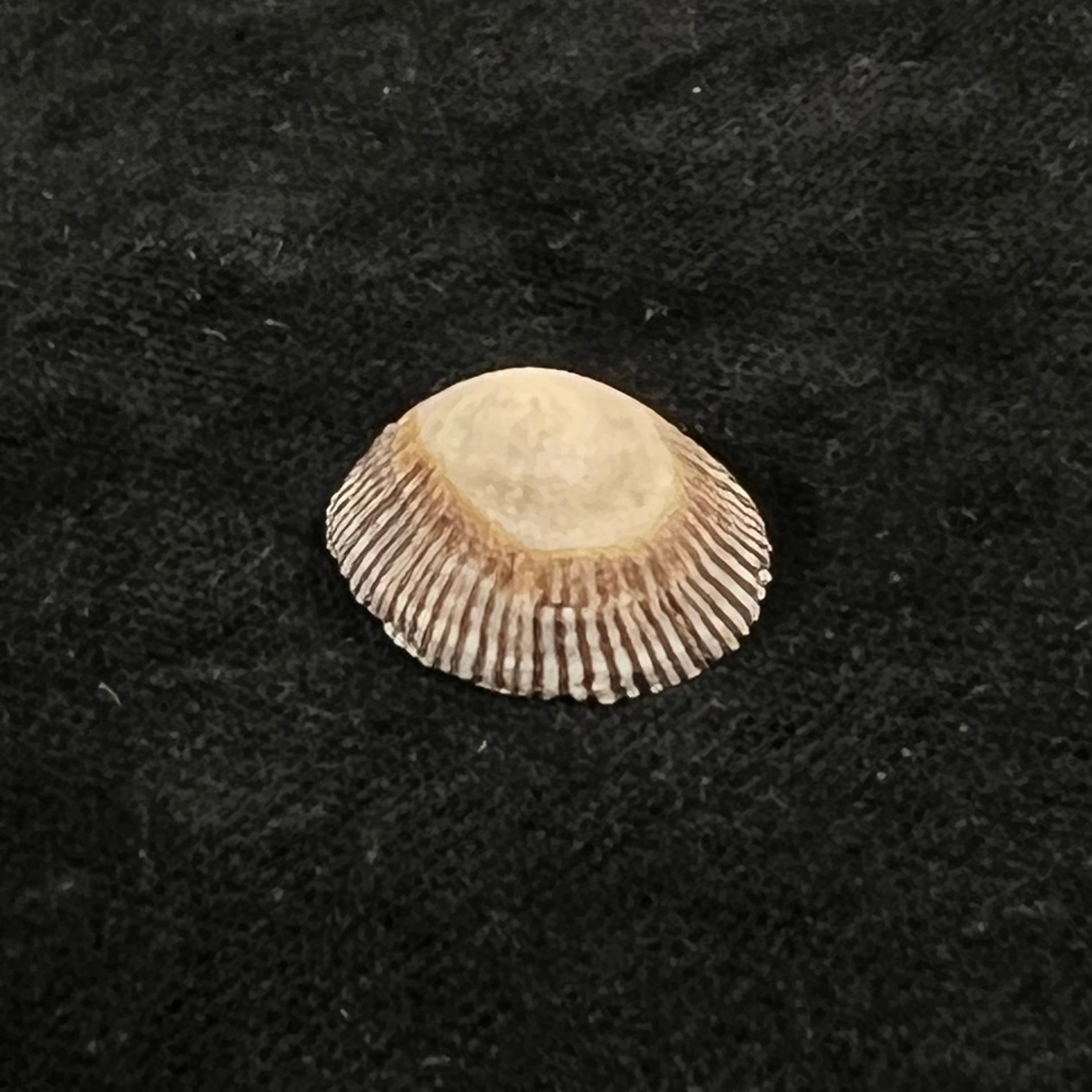 Siphonaria pectinata (Linnaeus, 1758) - 19,9mm