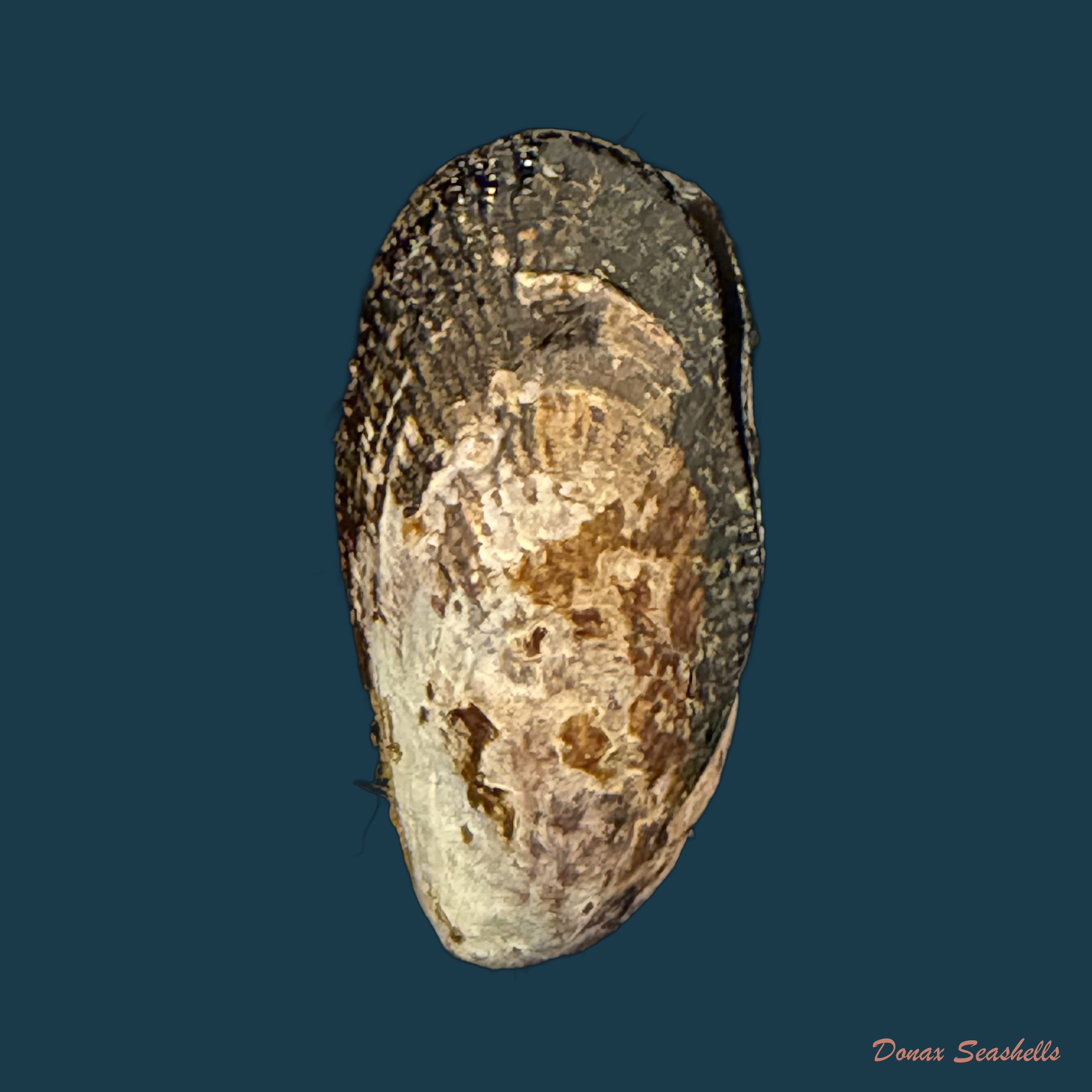 Perumytilus purpuratus (Lamarck, 1819) - 25,9mm