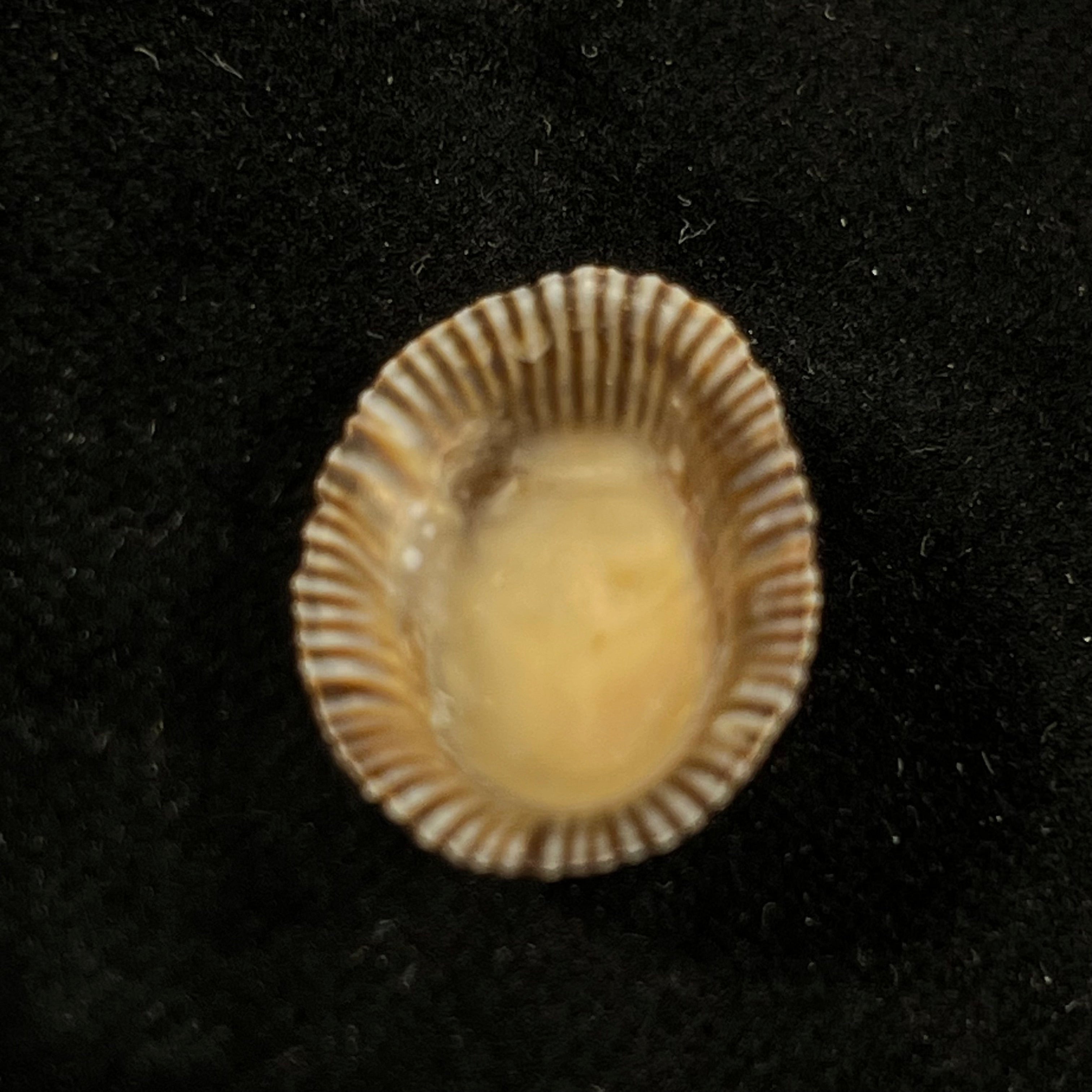 Siphonaria pectinata (Linnaeus, 1758) - 19,9mm