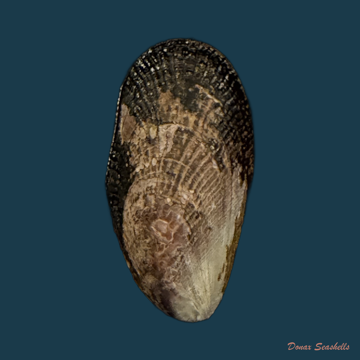 Perumytilus purpuratus (Lamarck, 1819) - 25,9mm