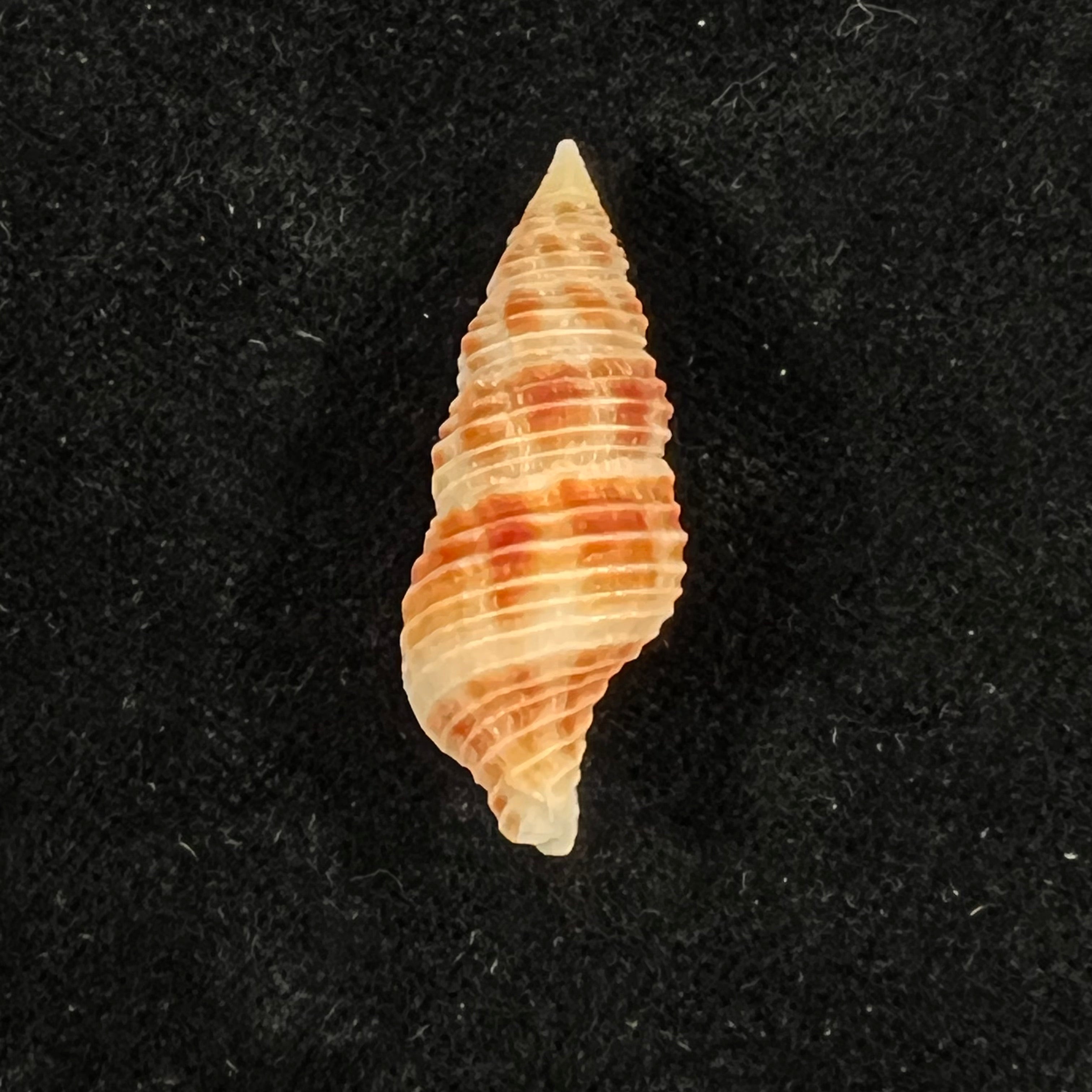Turrilatirus craticulatus (Linnaeus, 1758) - 33,2mm