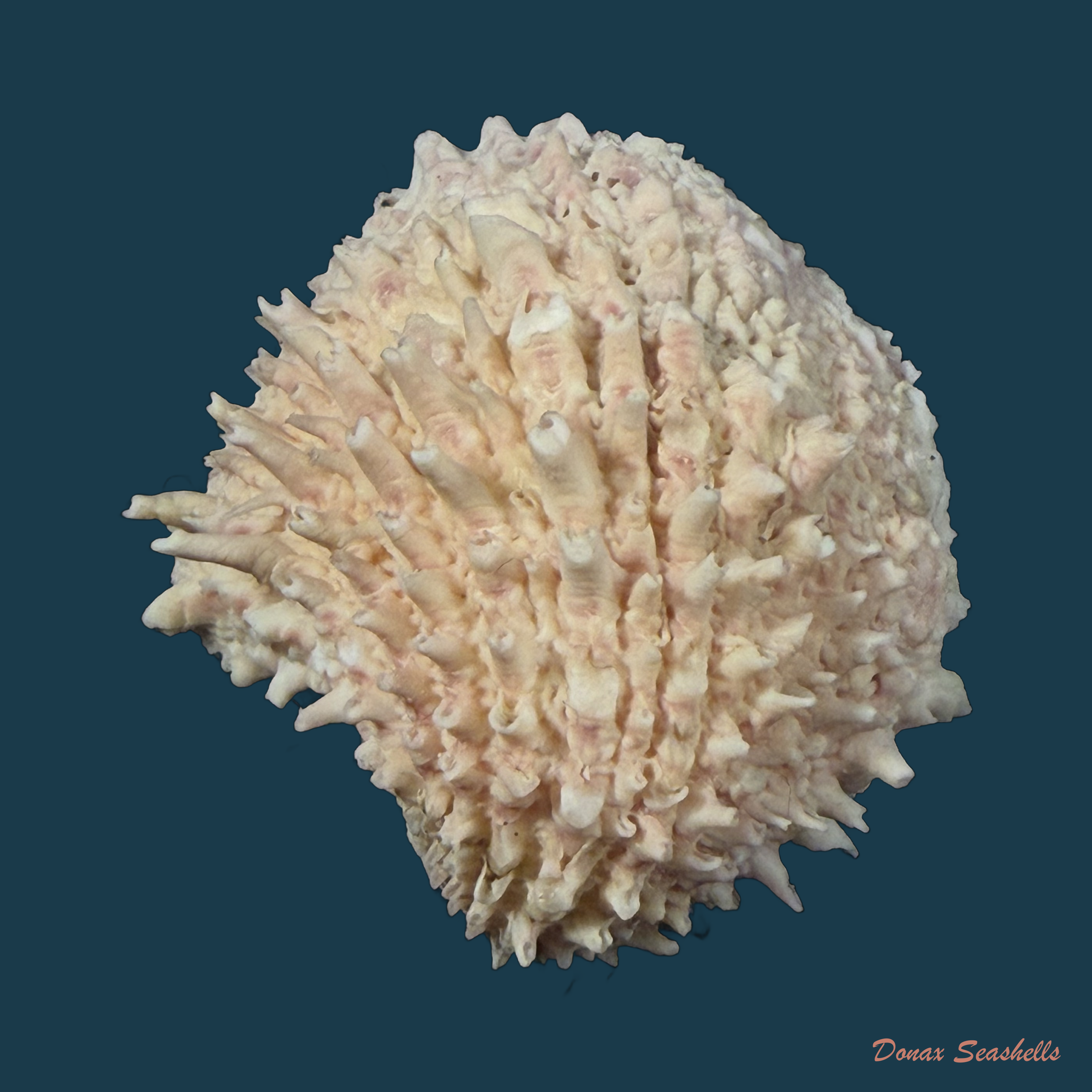 Arcinella brasiliana (Nicol, 1953) - 42,5mm