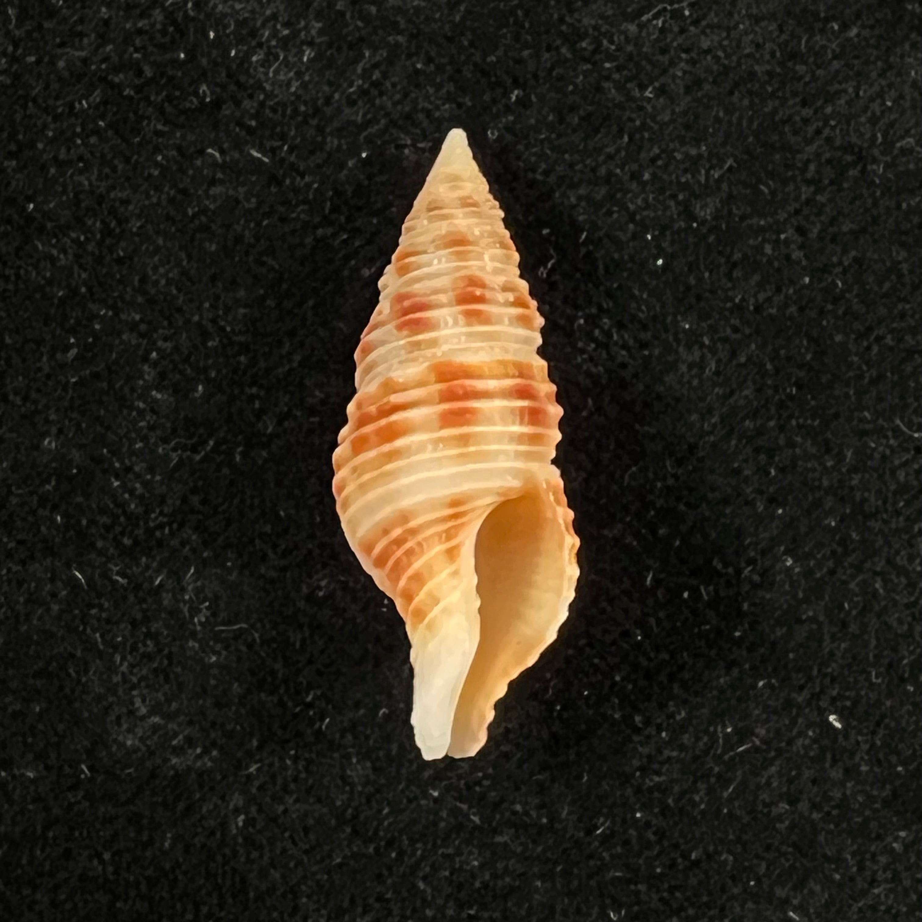 Turrilatirus craticulatus (Linnaeus, 1758) - 33,2mm