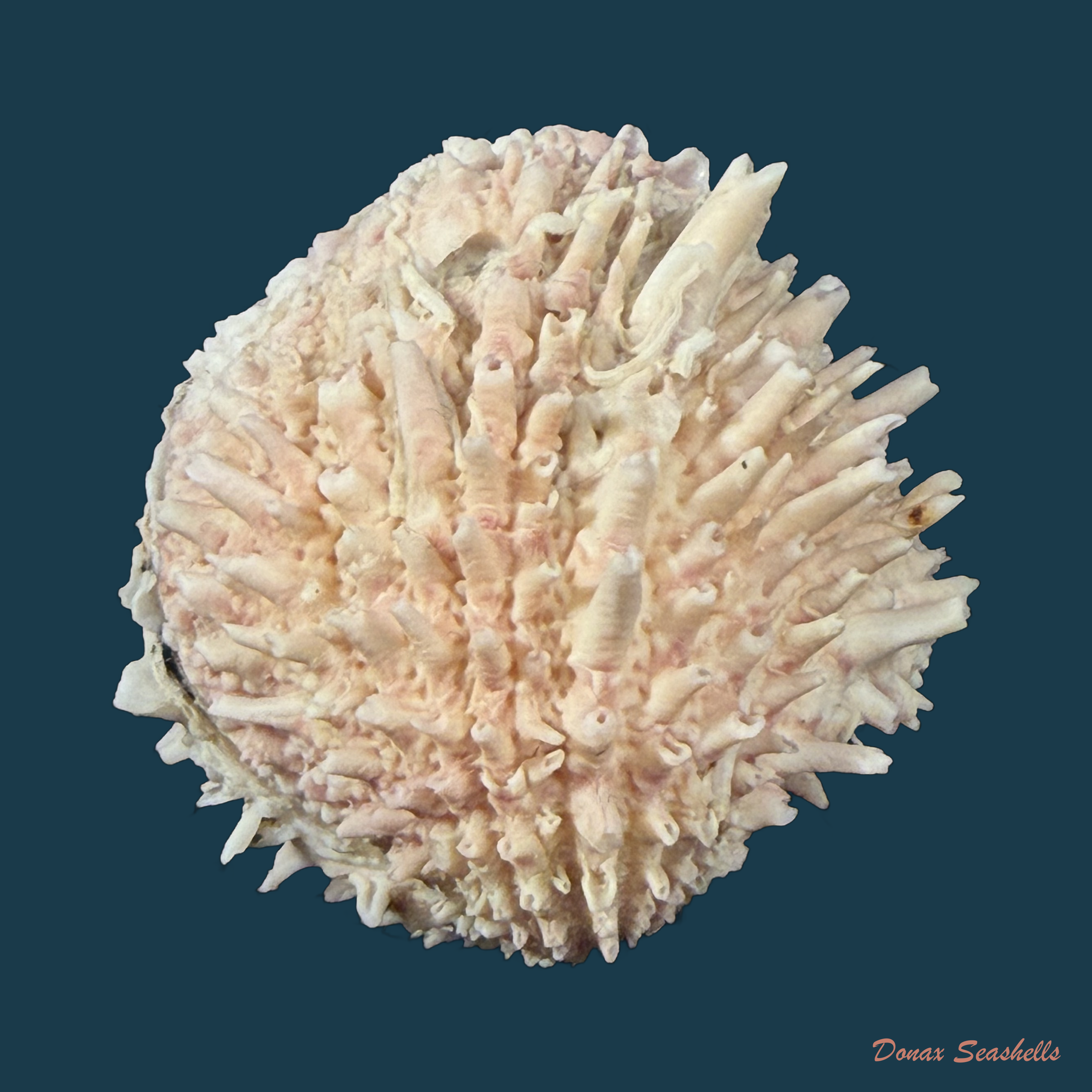 Arcinella brasiliana (Nicol, 1953) - 42,5mm