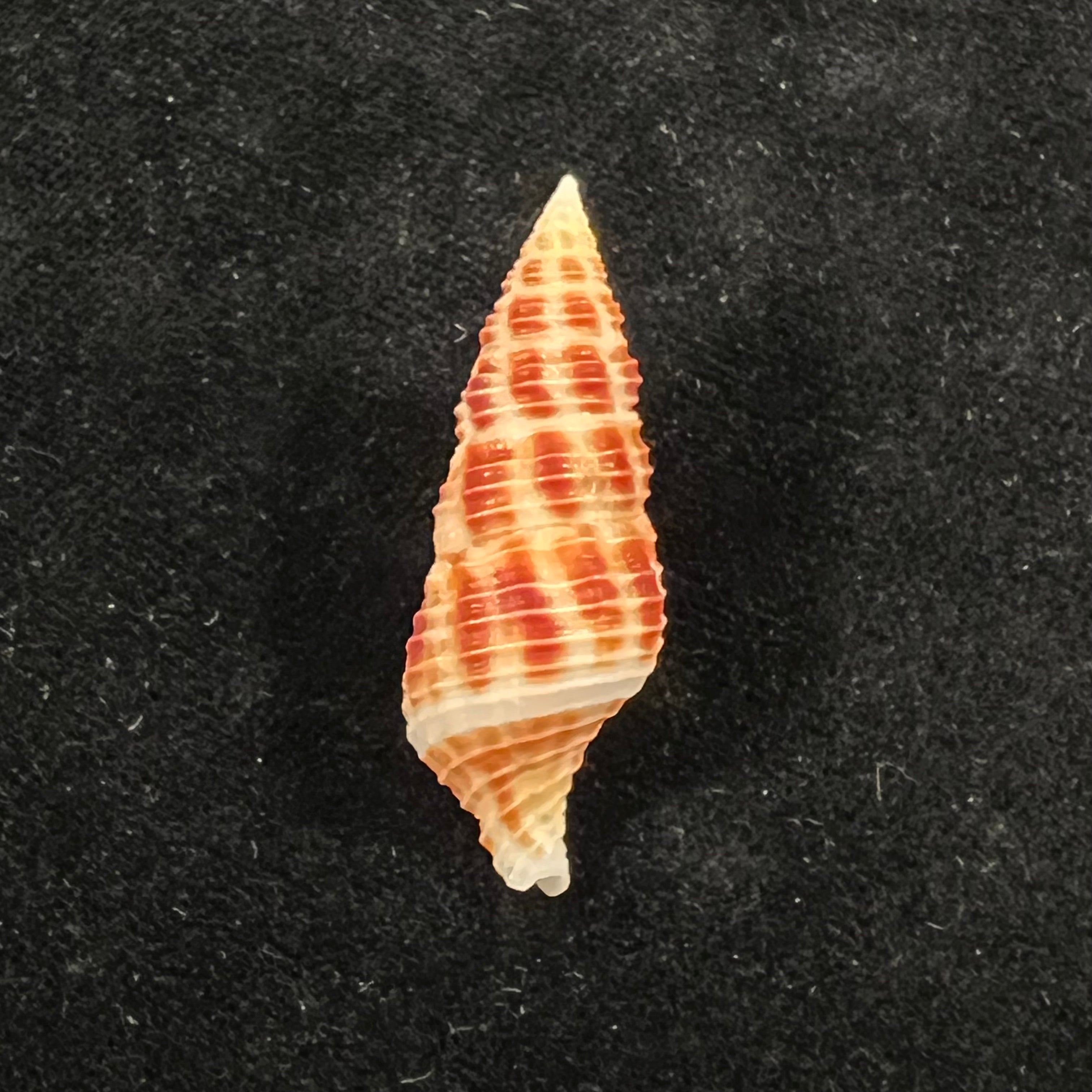 Turrilatirus craticulatus (Linnaeus, 1758) - 38,7mm