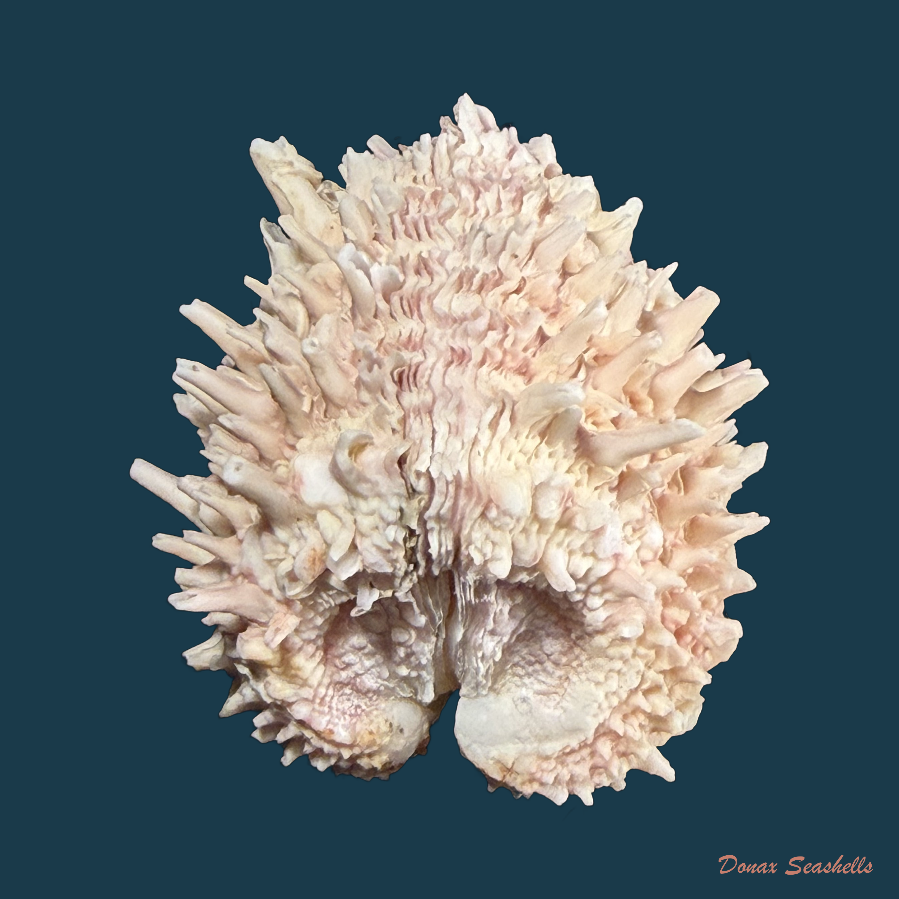 Arcinella brasiliana (Nicol, 1953) - 42,5mm