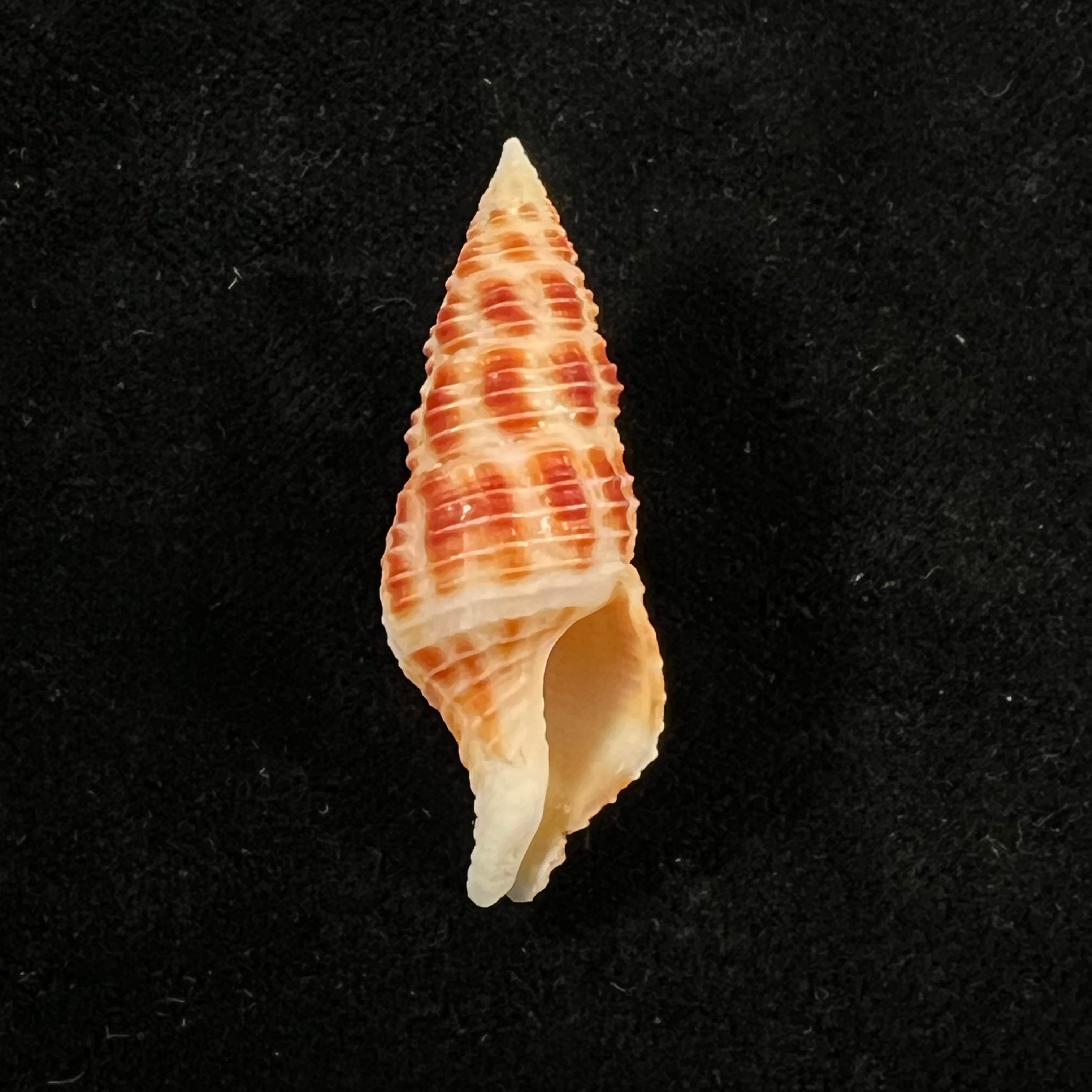 Turrilatirus craticulatus (Linnaeus, 1758) - 38,7mm