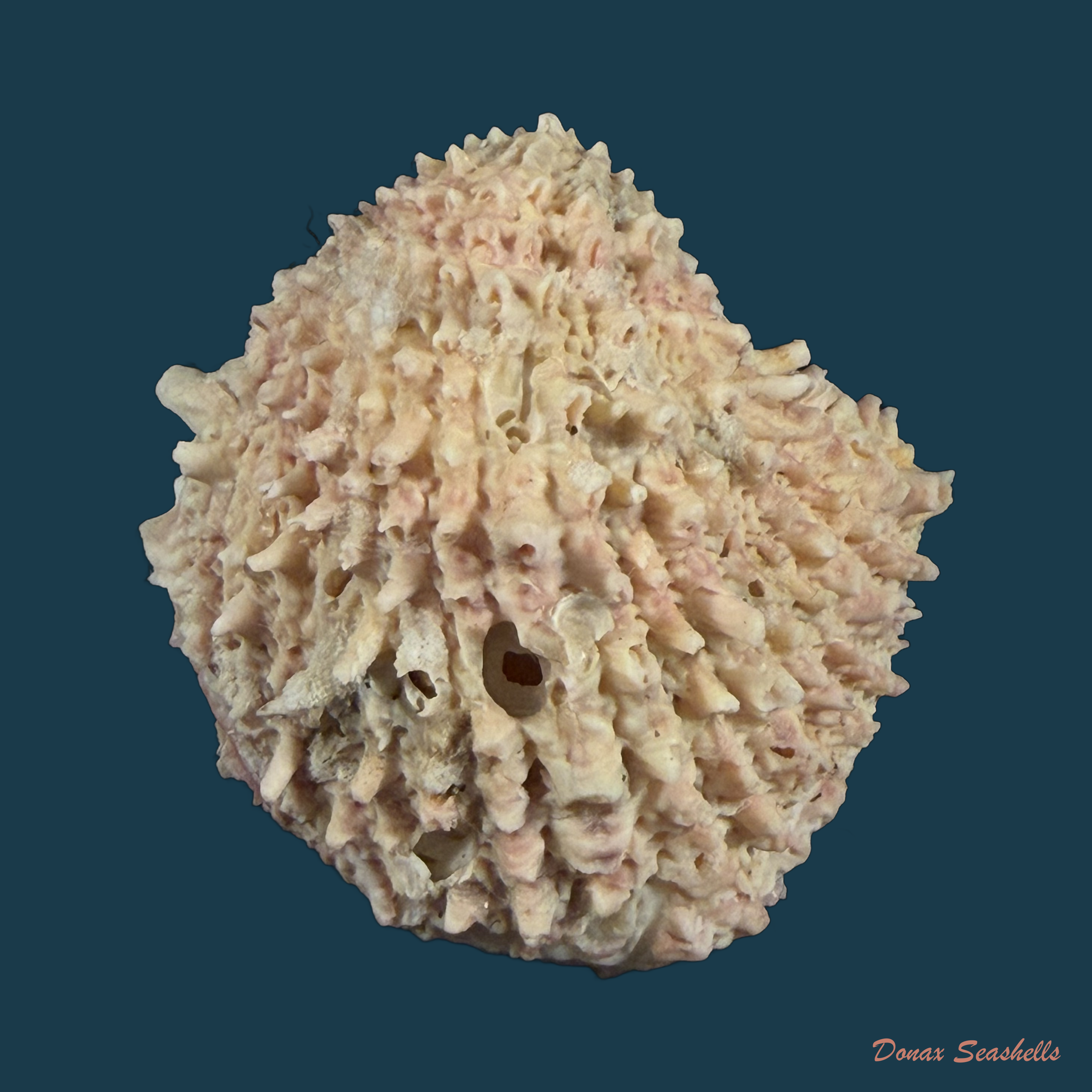 Arcinella brasiliana (Nicol, 1953) - 41,1mm