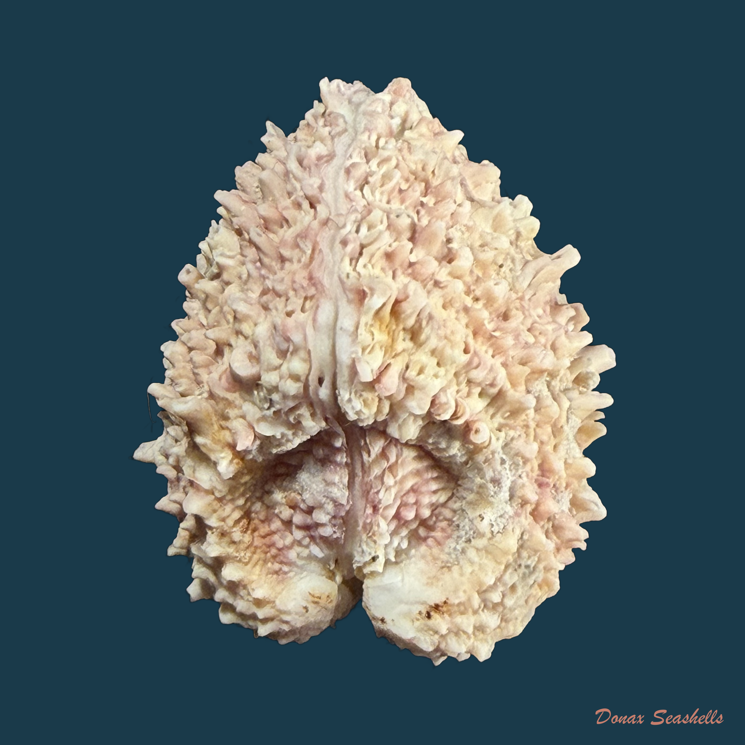 Arcinella brasiliana (Nicol, 1953) - 41,1mm