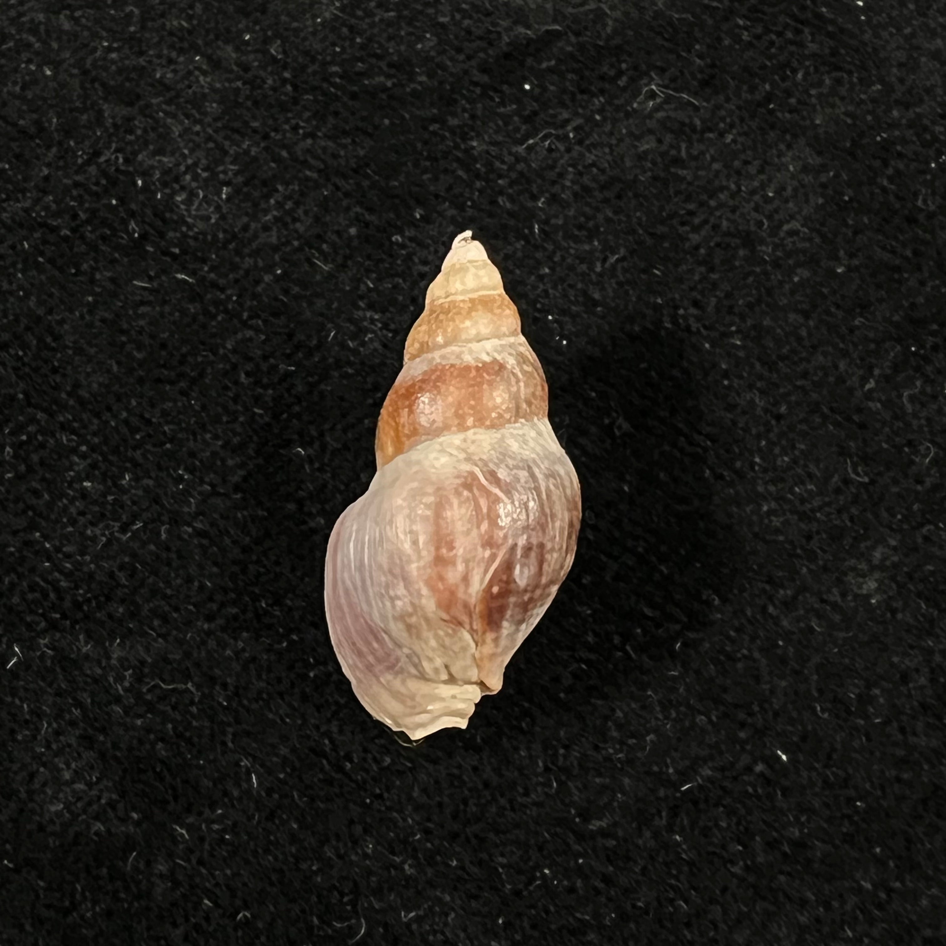 Pareuthria plumbea (R. A. Philippi, 1844) - 26,7mm