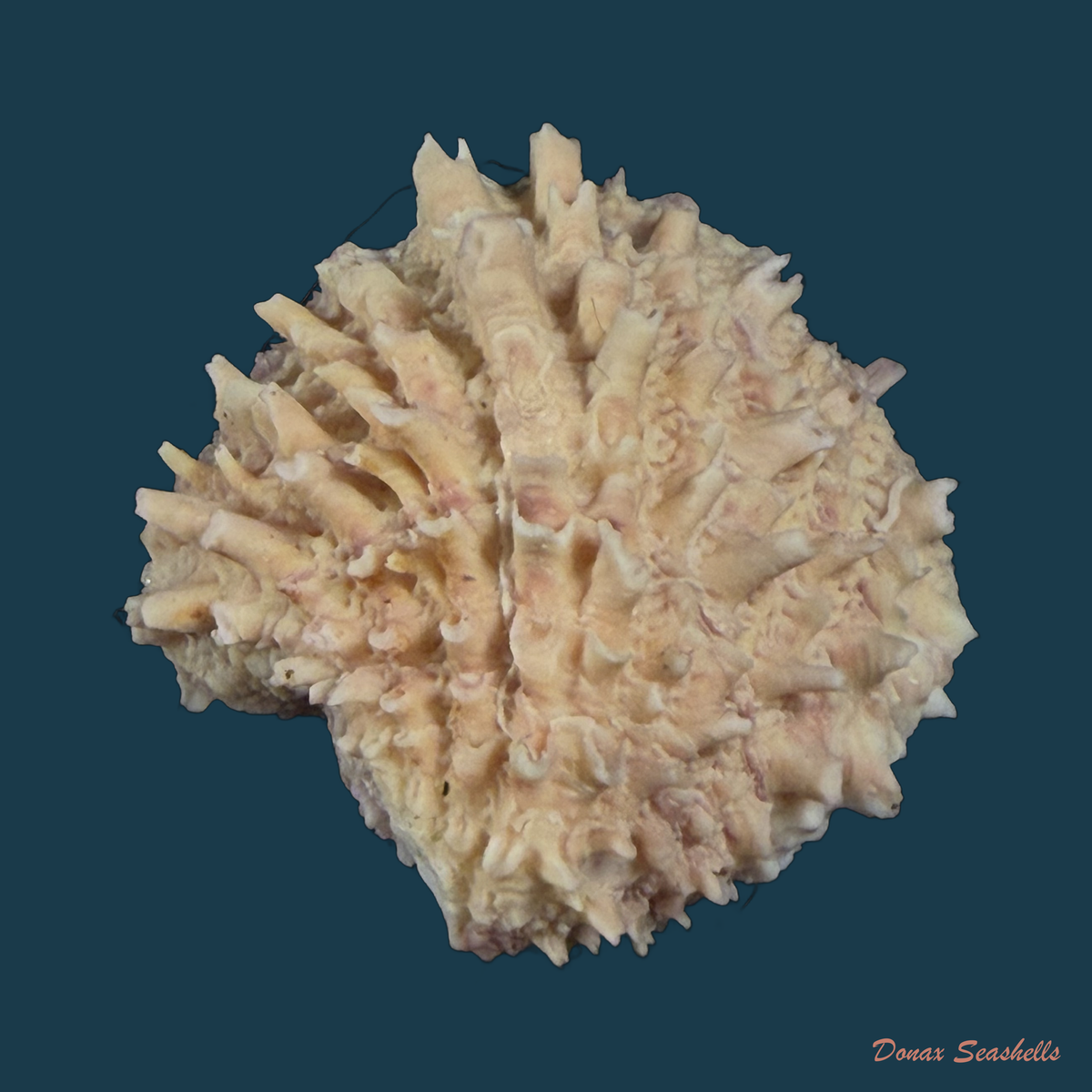 Arcinella brasiliana (Nicol, 1953) - 32,9mm