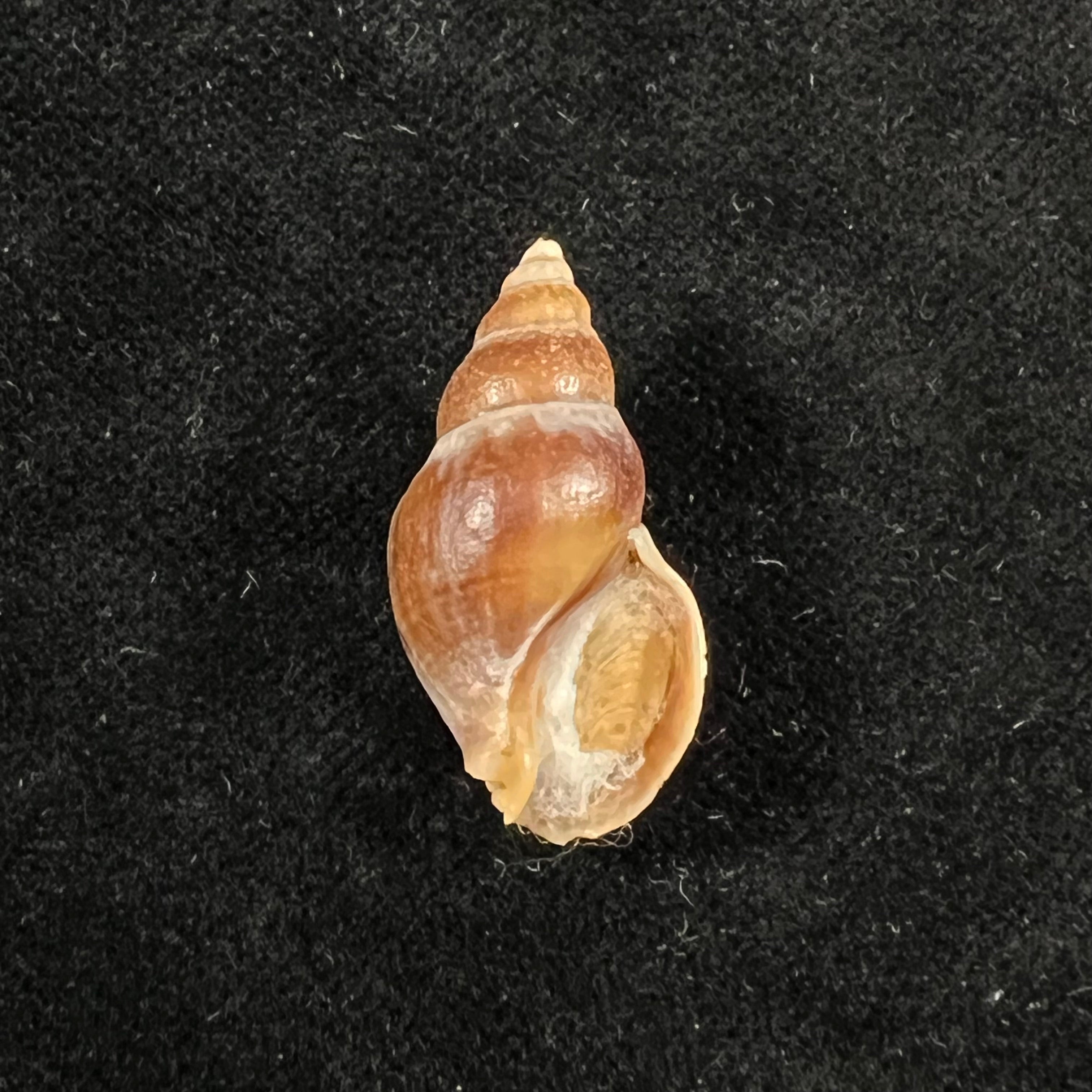 Pareuthria plumbea (R. A. Philippi, 1844) - 26,7mm