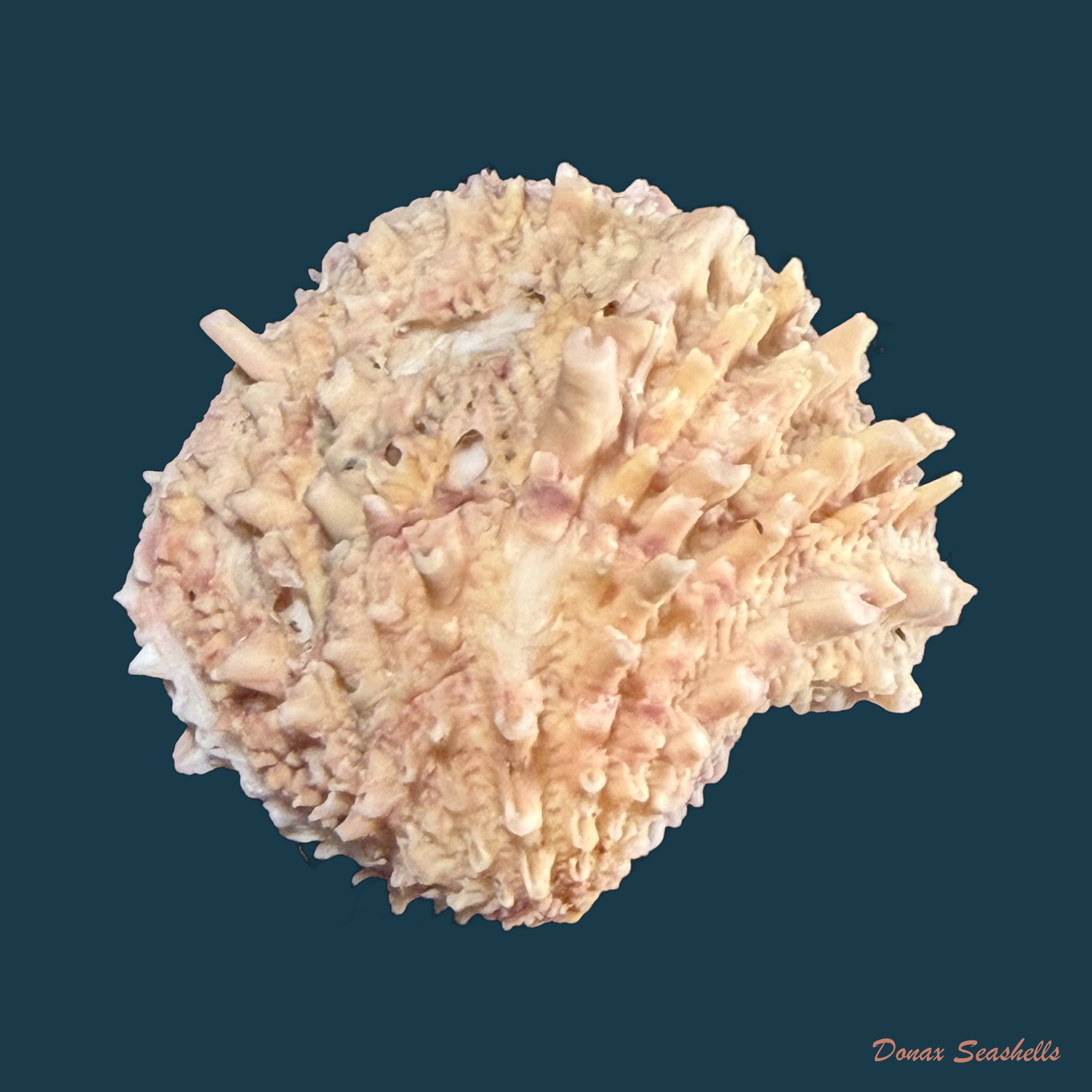 Arcinella brasiliana (Nicol, 1953) - 32,9mm