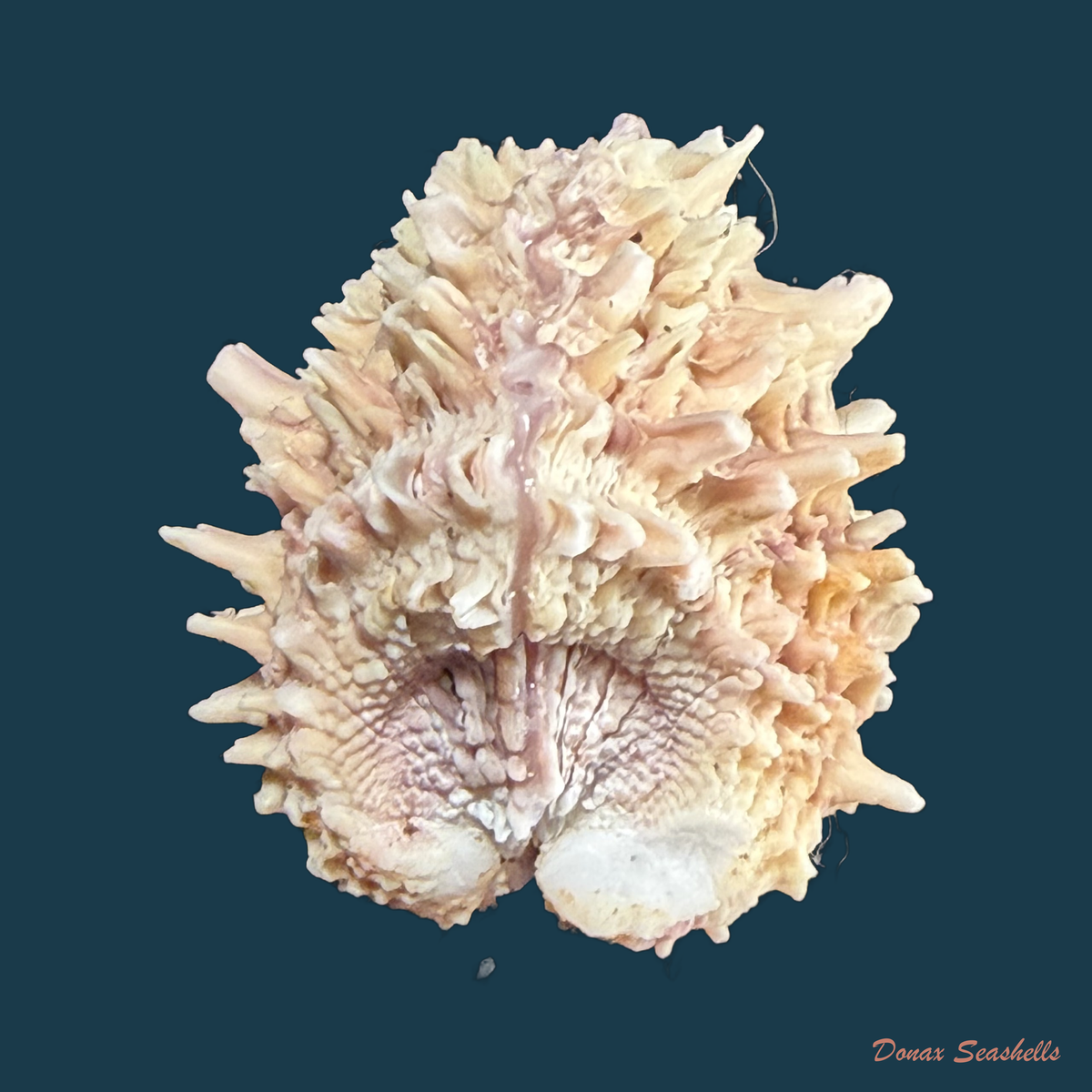 Arcinella brasiliana (Nicol, 1953) - 32,9mm