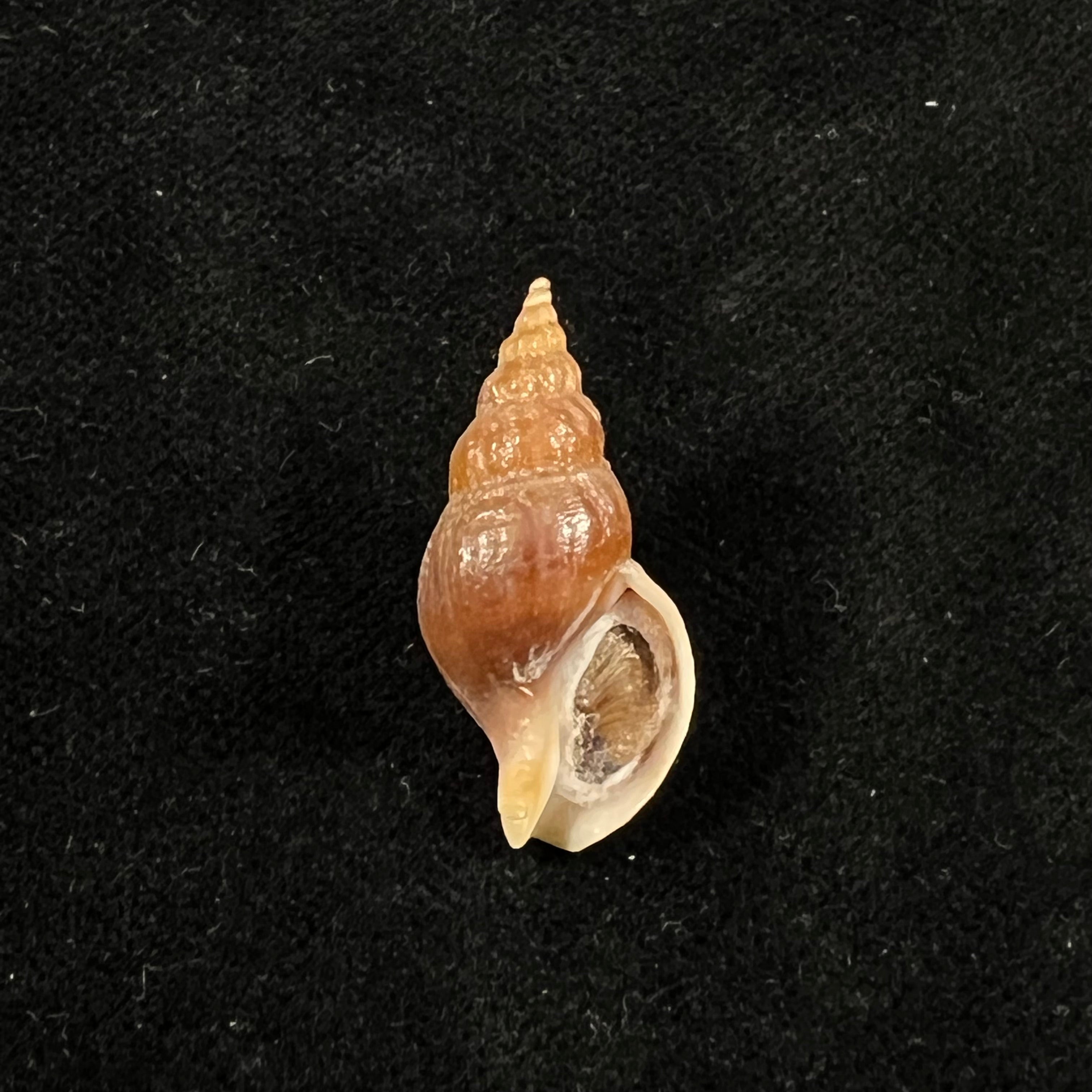 Pareuthria plumbea (R. A. Philippi, 1844) - 26,1mm