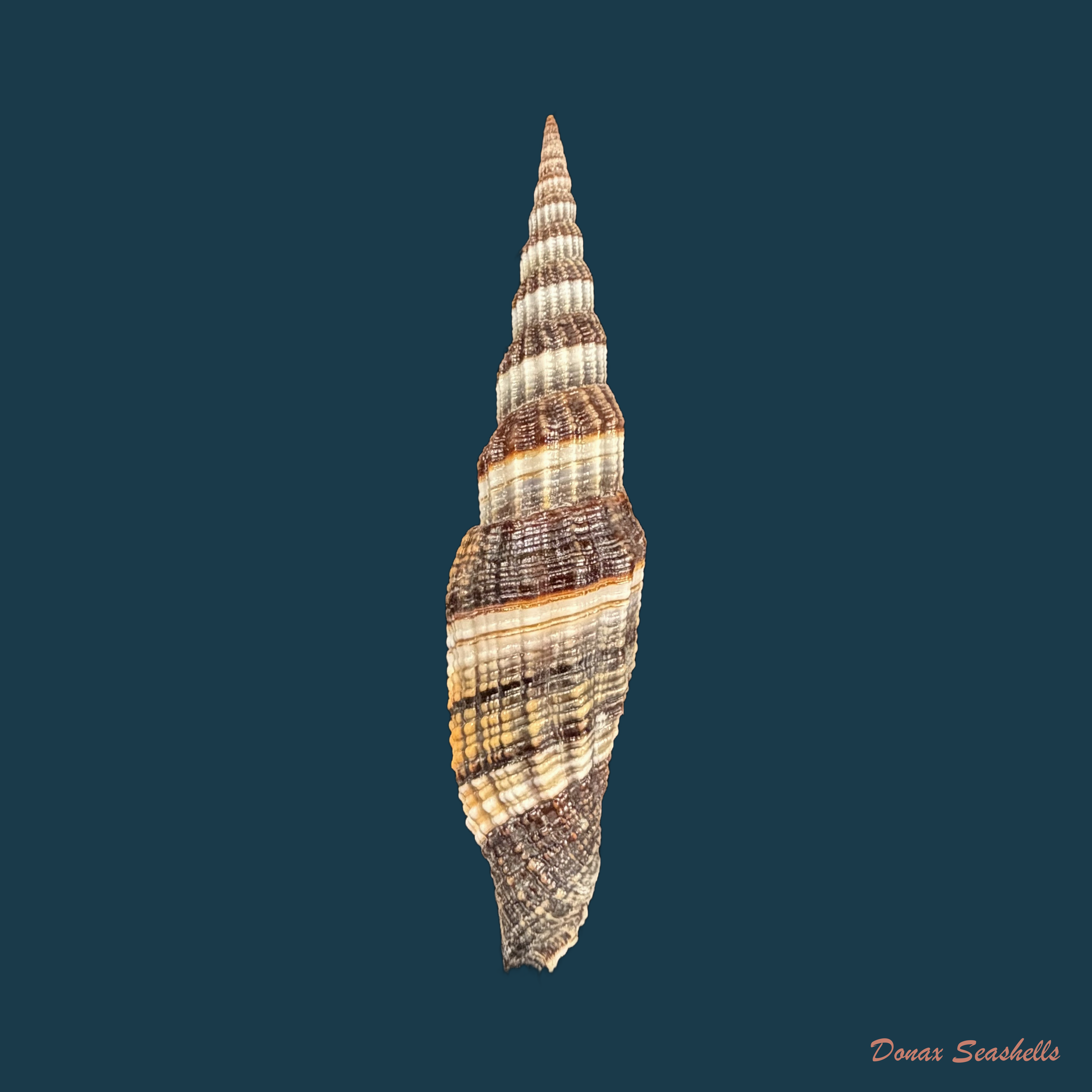 Vexillum tulearense T. Cossignani, 2021 - 77,7mm