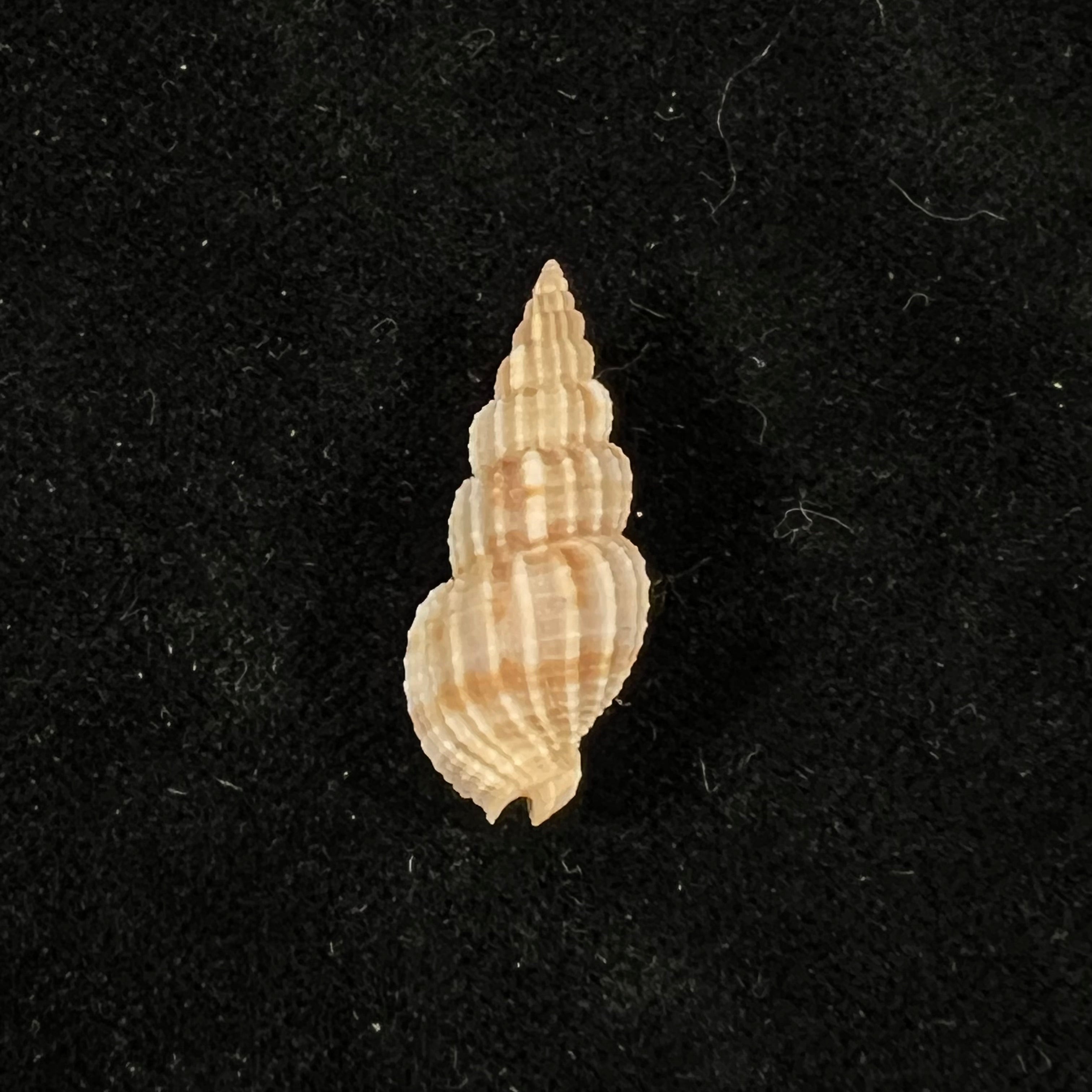 Phos roseatus Hinds, 1844 - 27,6毫米