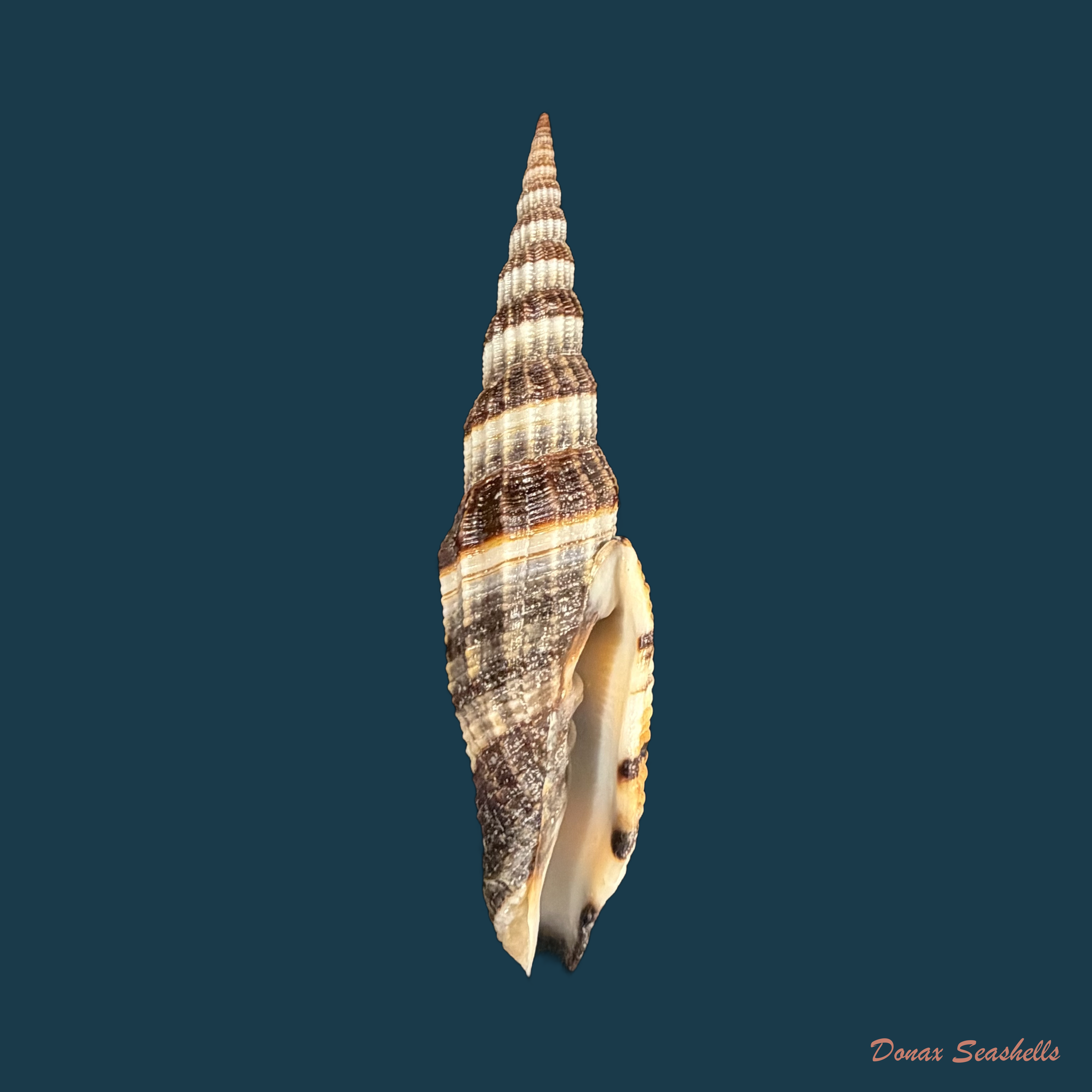 Vexillum tulearense T. Cossignani, 2021 - 77,7mm