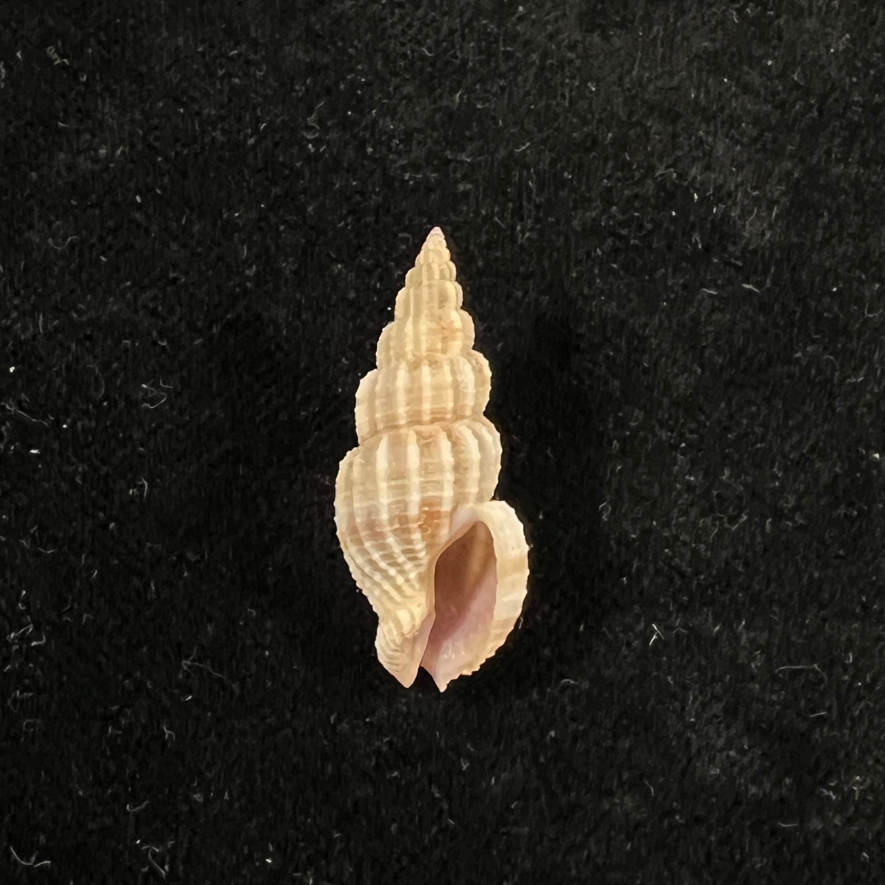 Phos roseatus Hinds, 1844 - 27,6毫米