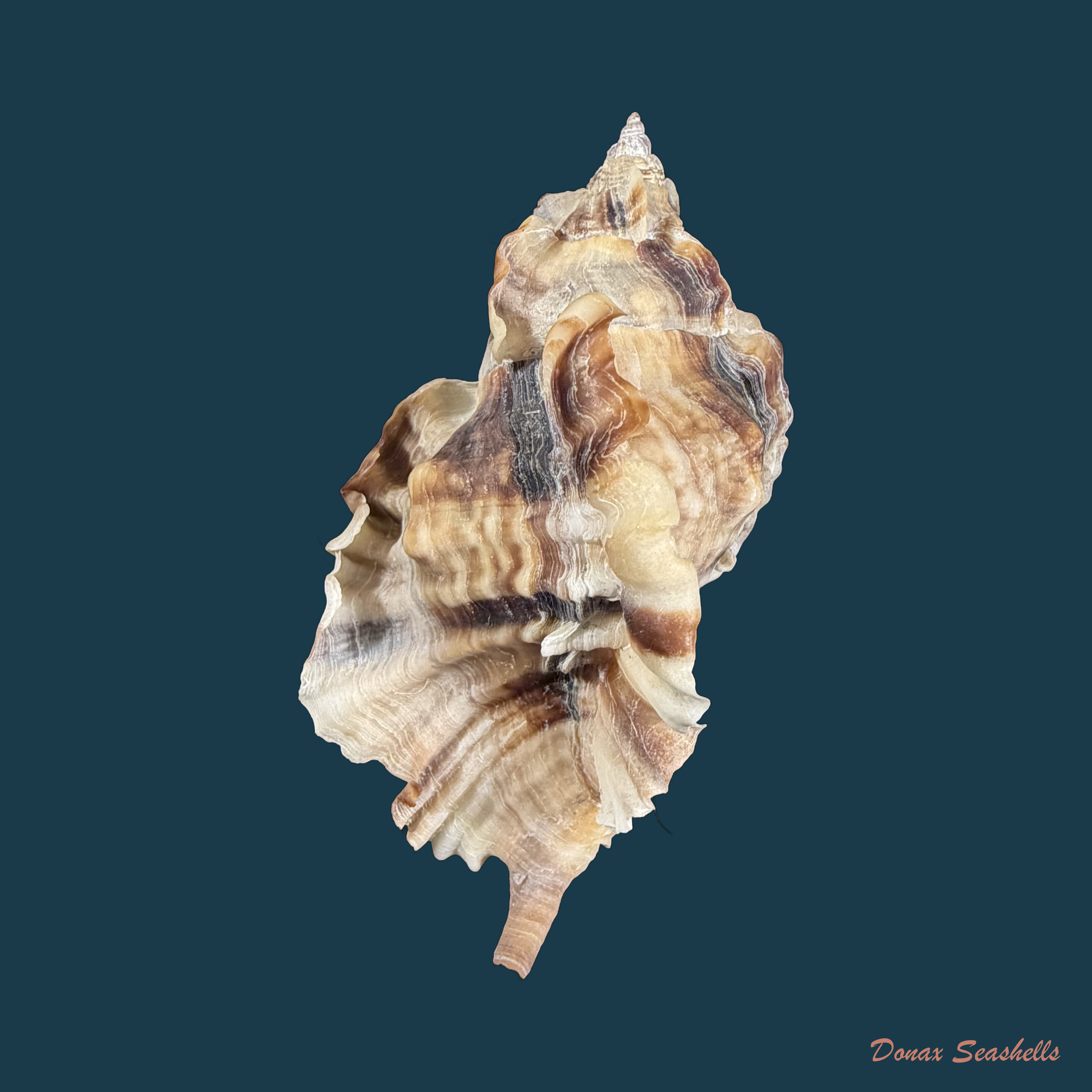 Ceratostoma burnettii (Reeve, 1849) - 82,8mm