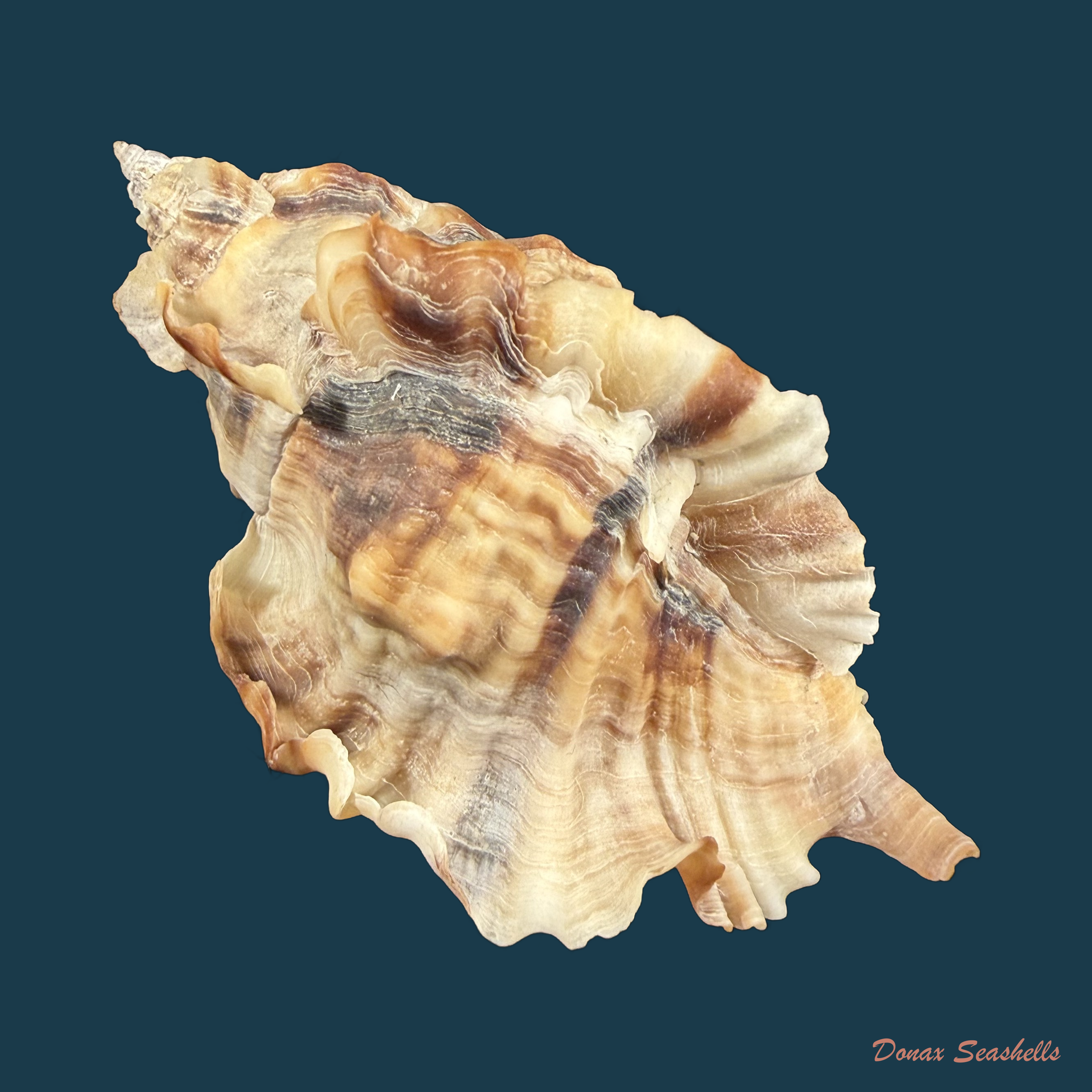 Ceratostoma burnettii (Reeve, 1849) - 82,8mm