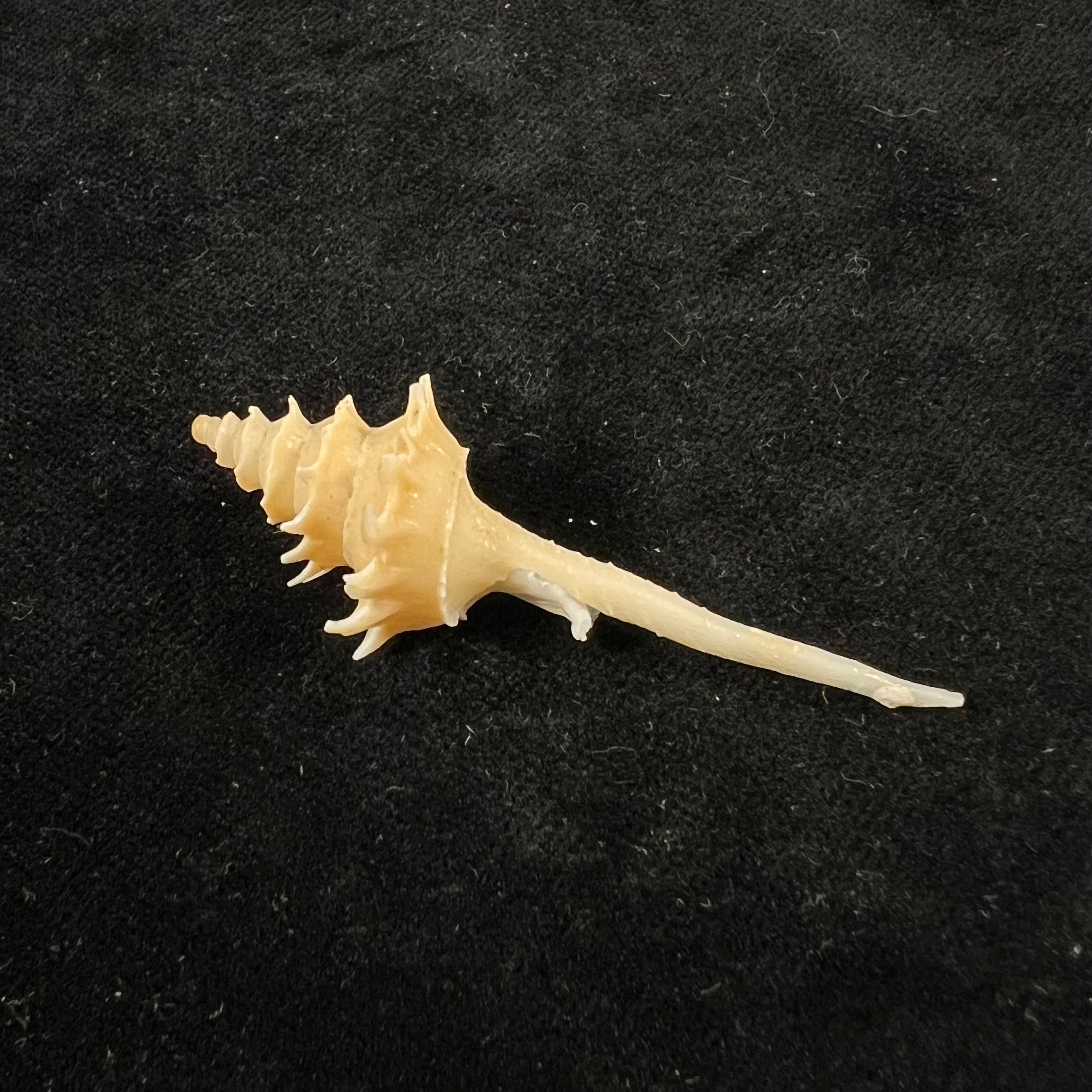 宝塔骨灰龛 (RB Watson, 1882) - 54,9mm