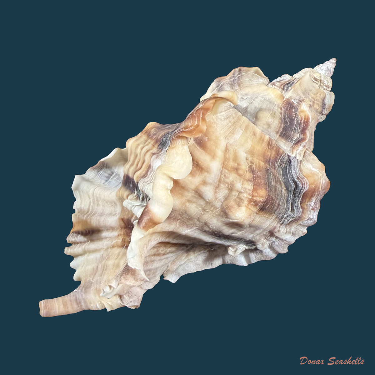 Ceratostoma burnettii (Reeve, 1849) - 82,8mm