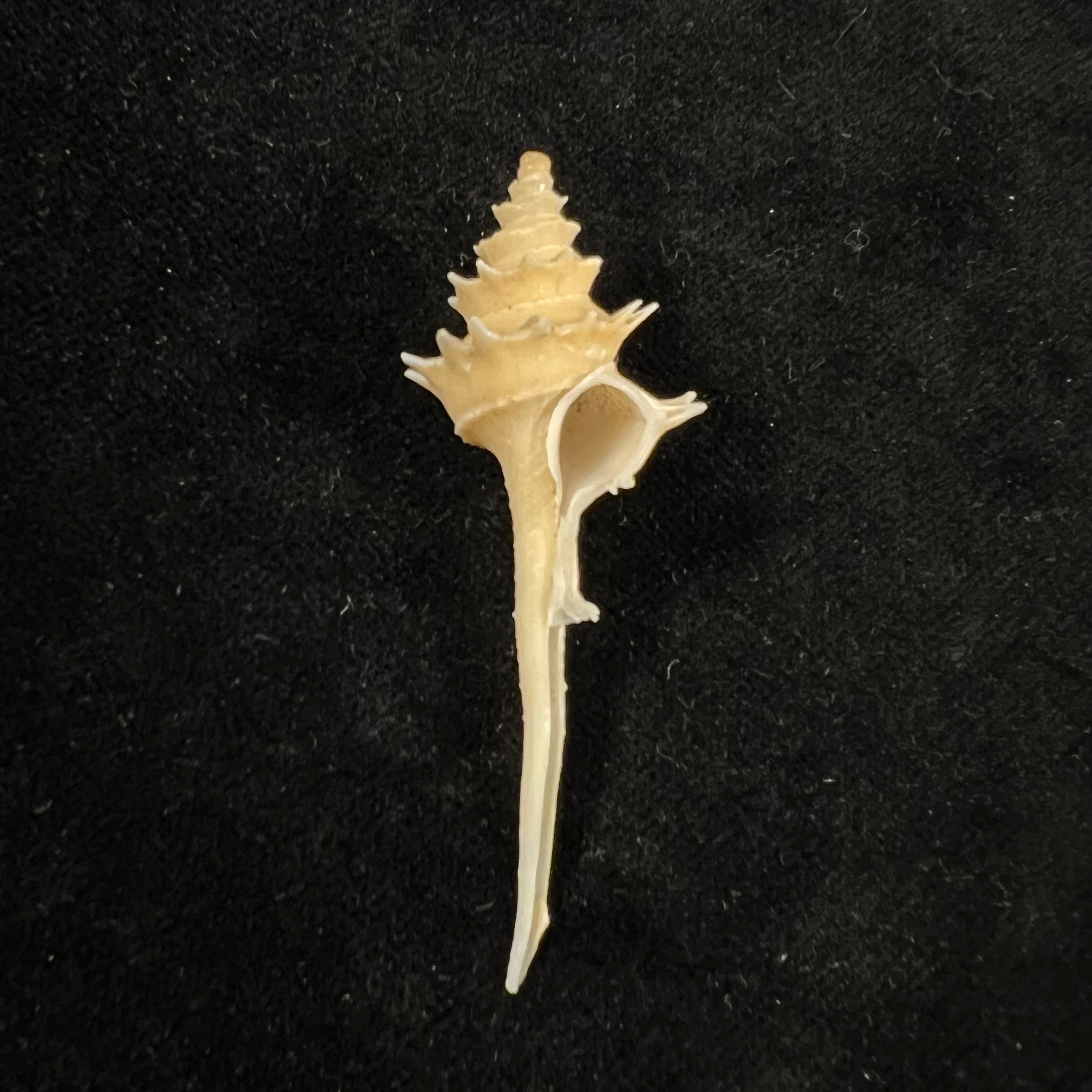 宝塔骨灰龛 (RB Watson, 1882) - 54,9mm