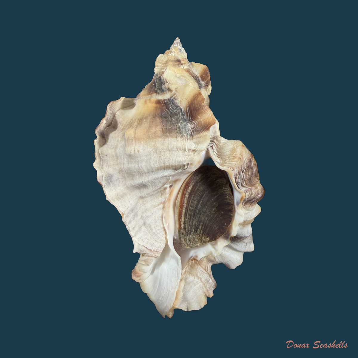Ceratostoma burnettii (Reeve, 1849) - 82,8mm