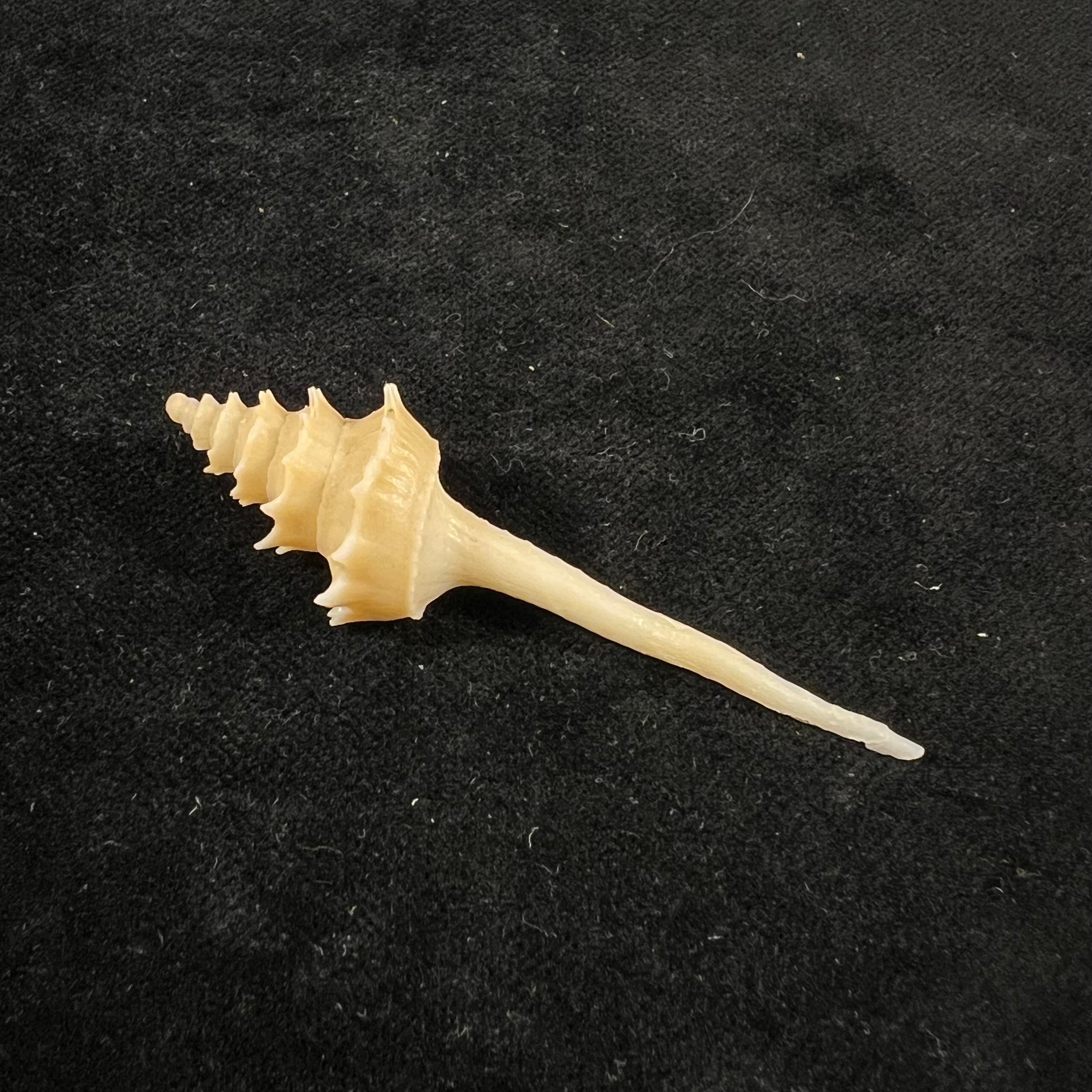 宝塔骨灰龛（RB Watson，1882）- 61,6毫米