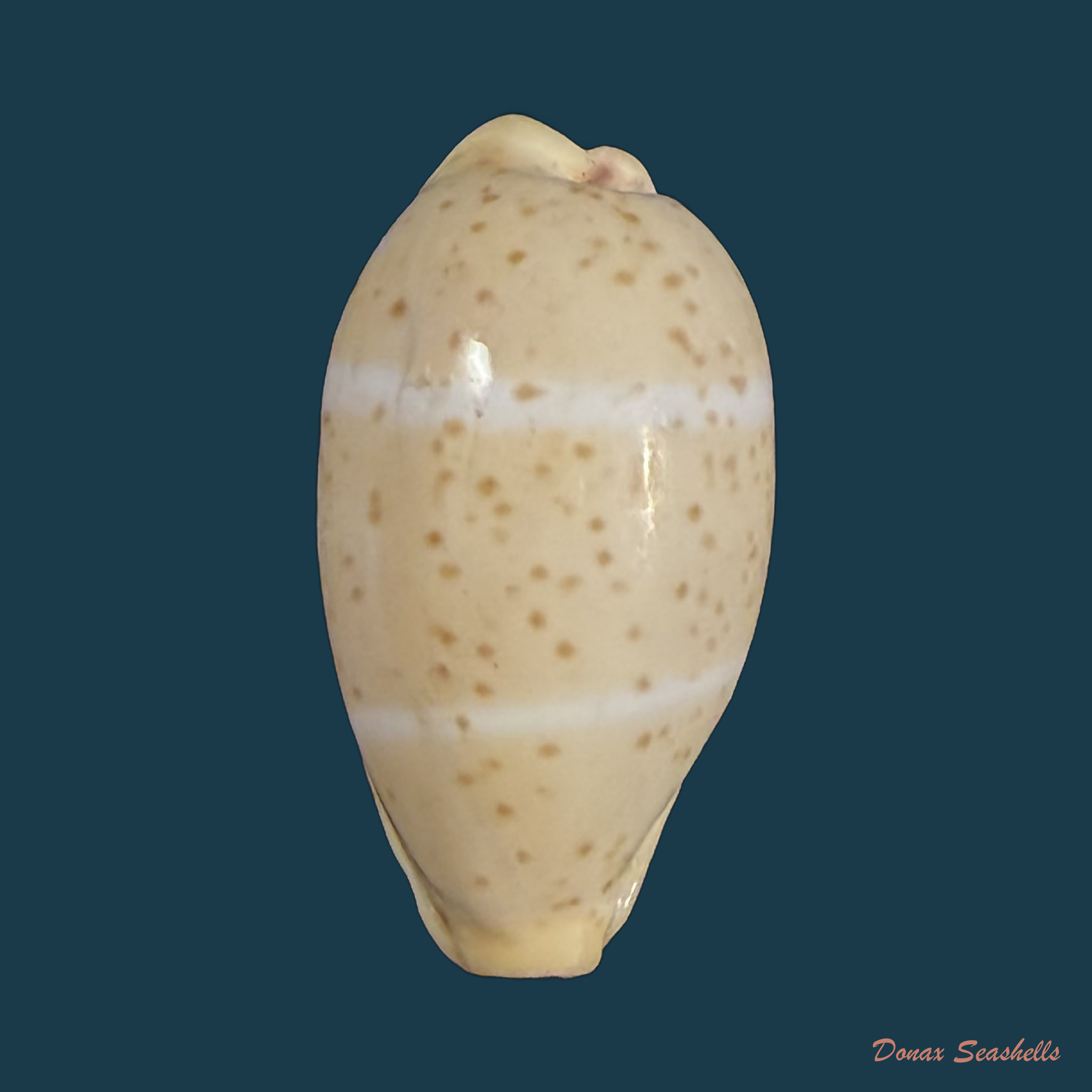 Contradusta walkeri (J. E. Gray, 1832) - 20,3mm