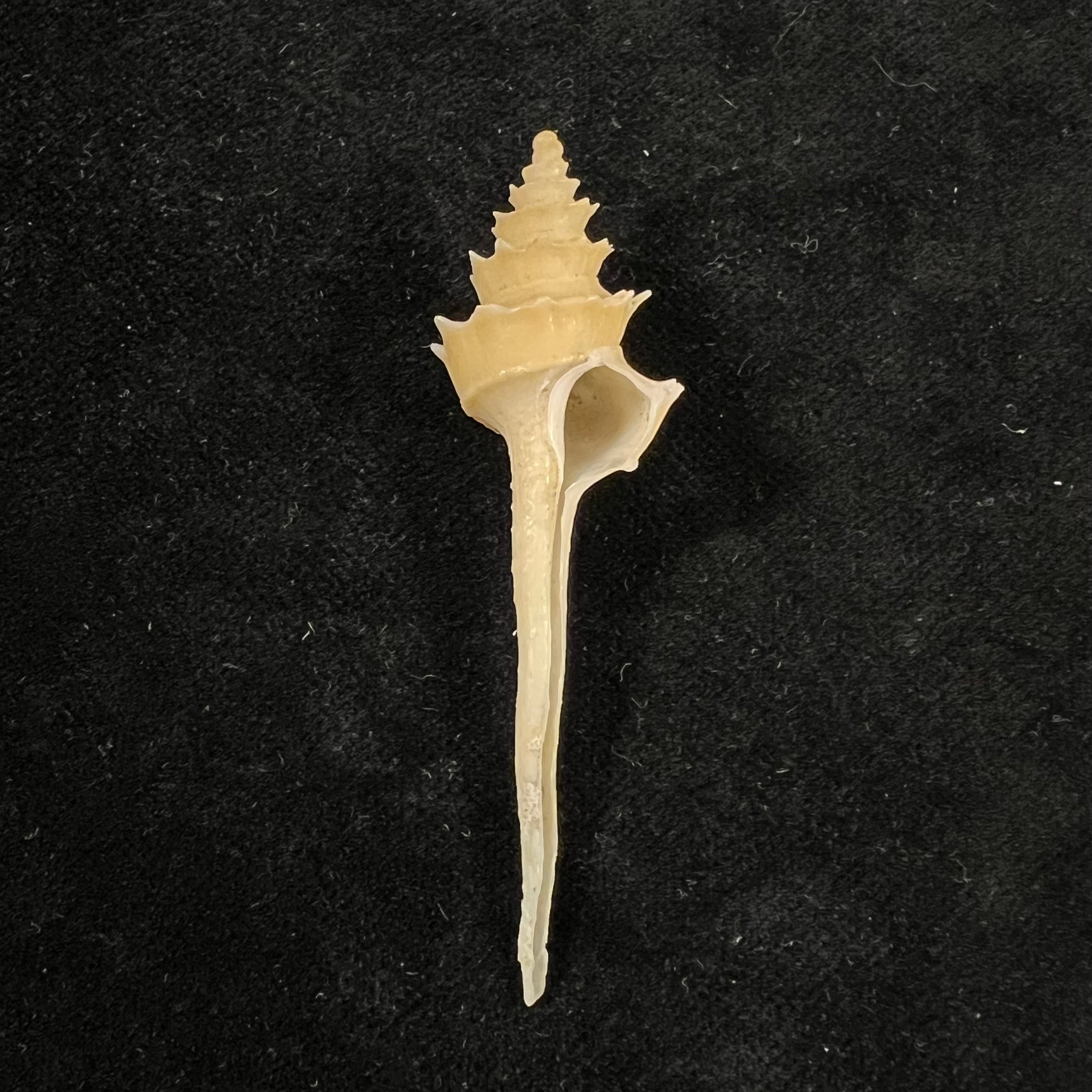 宝塔骨灰龛（RB Watson，1882）- 61,6毫米