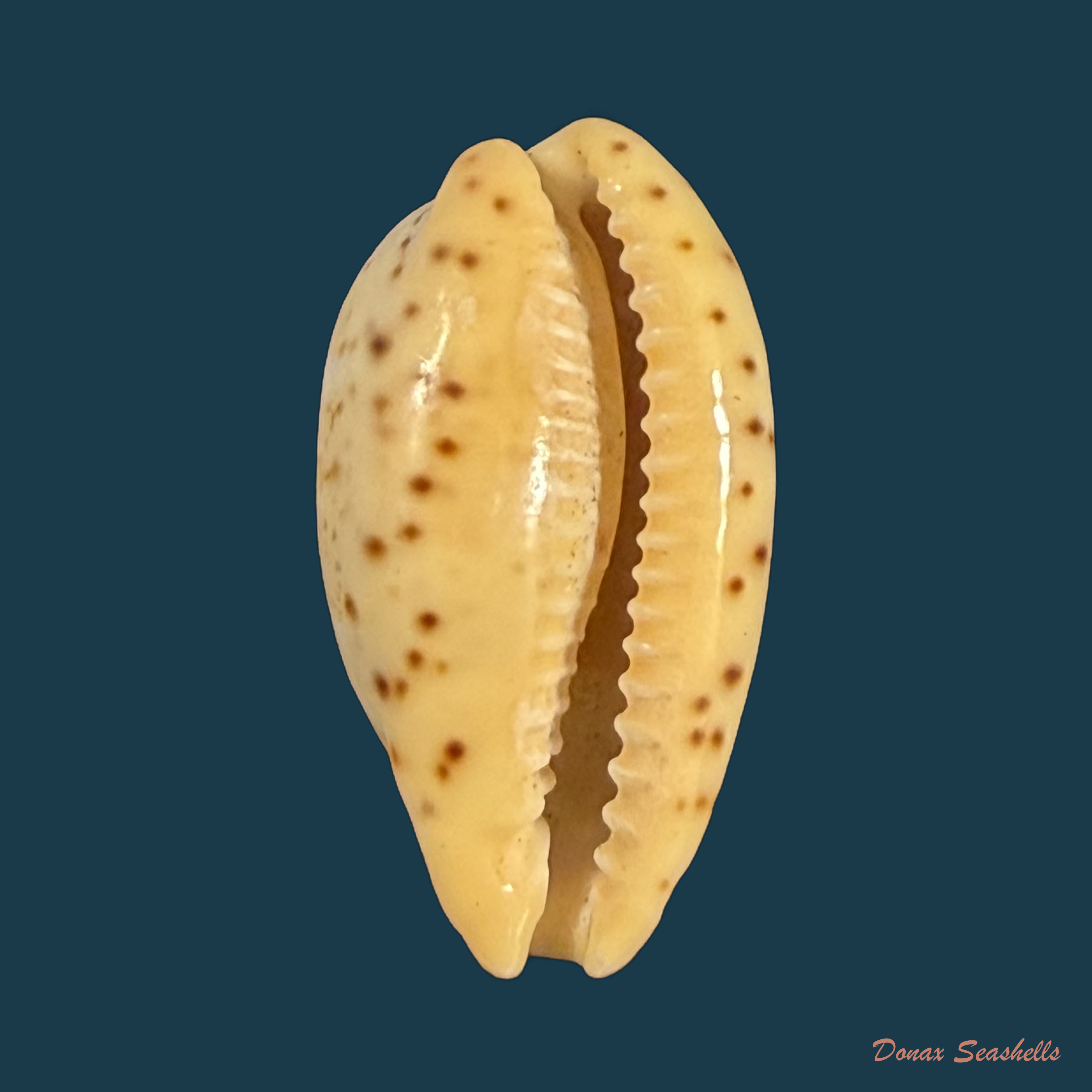 Contradusta walkeri (J. E. Gray, 1832) - 20,3mm