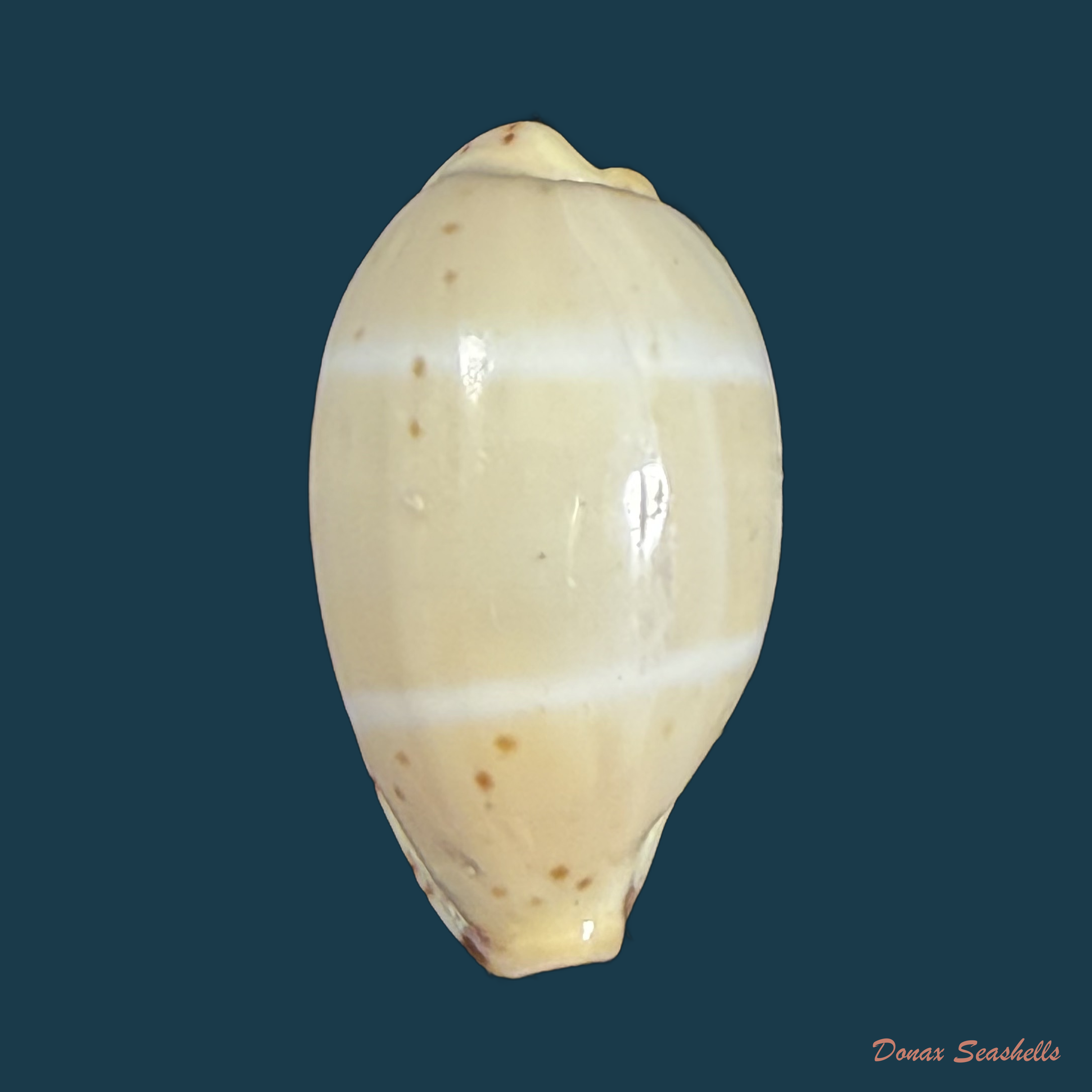 Contradusta walkeri (J. E. Gray, 1832) - 19,1mm