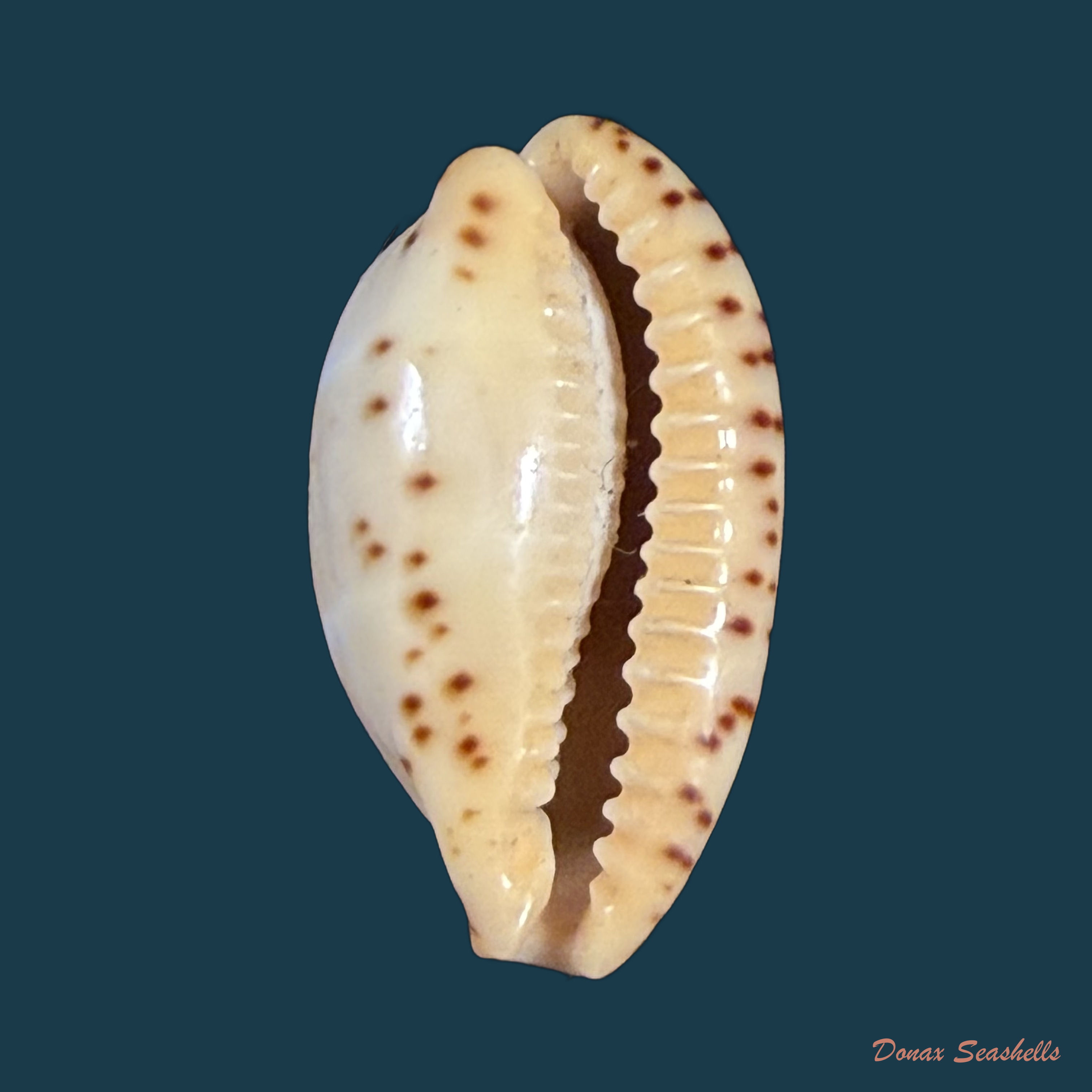 Contradusta walkeri (J. E. Gray, 1832) - 19,1mm