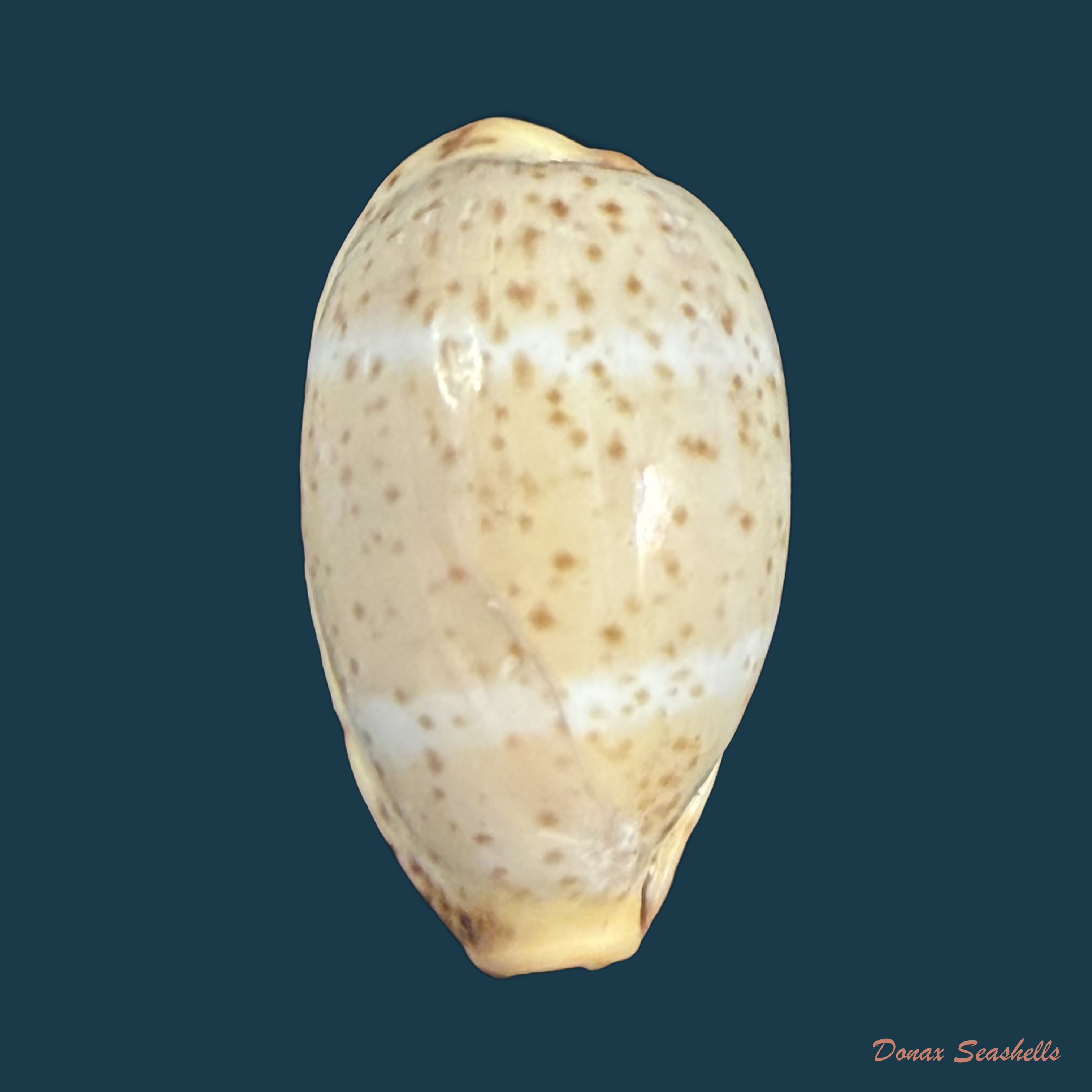 Contradusta walkeri (J. E. Gray, 1832) - 18mm