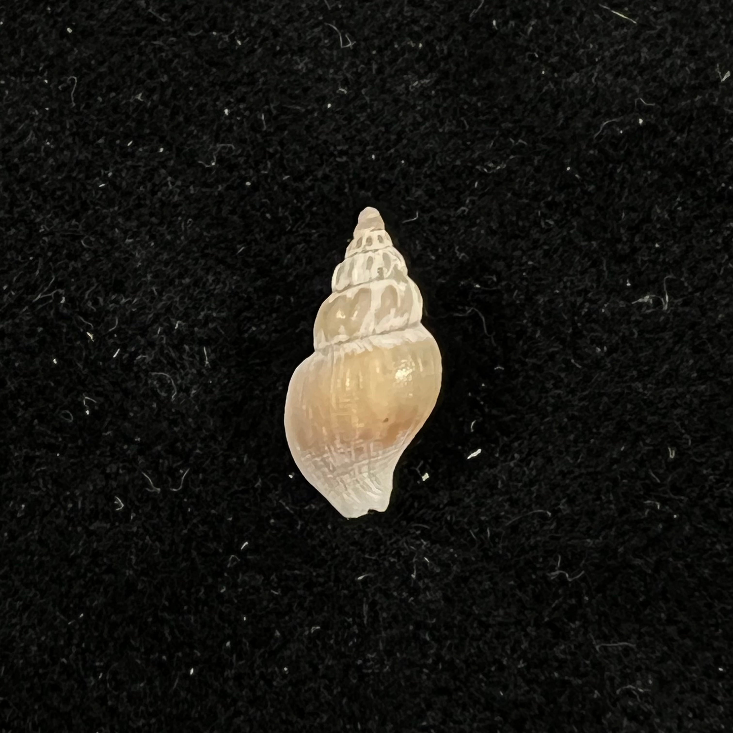 Pareuthria powelli Cernohorsky, 1977 -  13mm