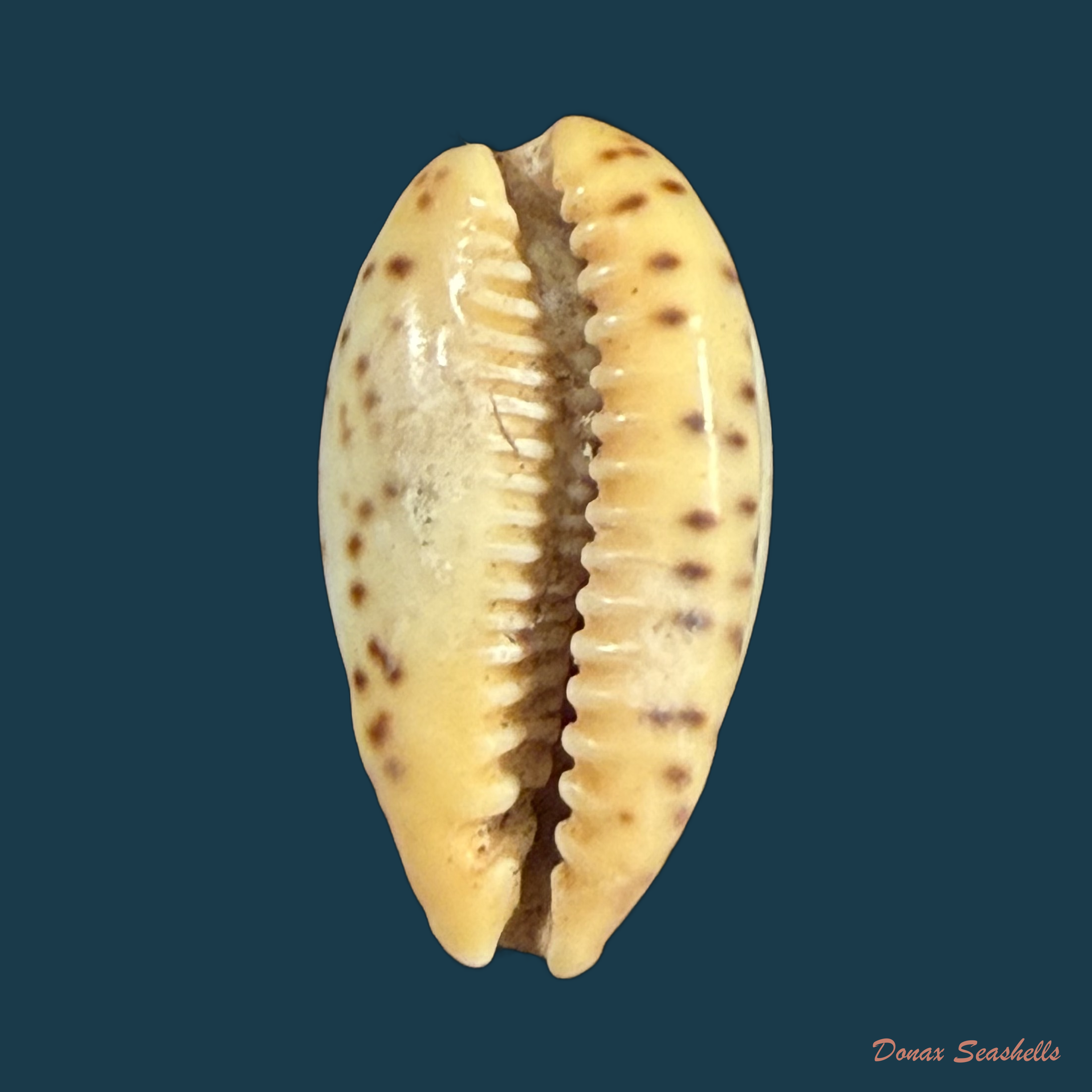 Contradusta walkeri (J. E. Gray, 1832) - 18mm