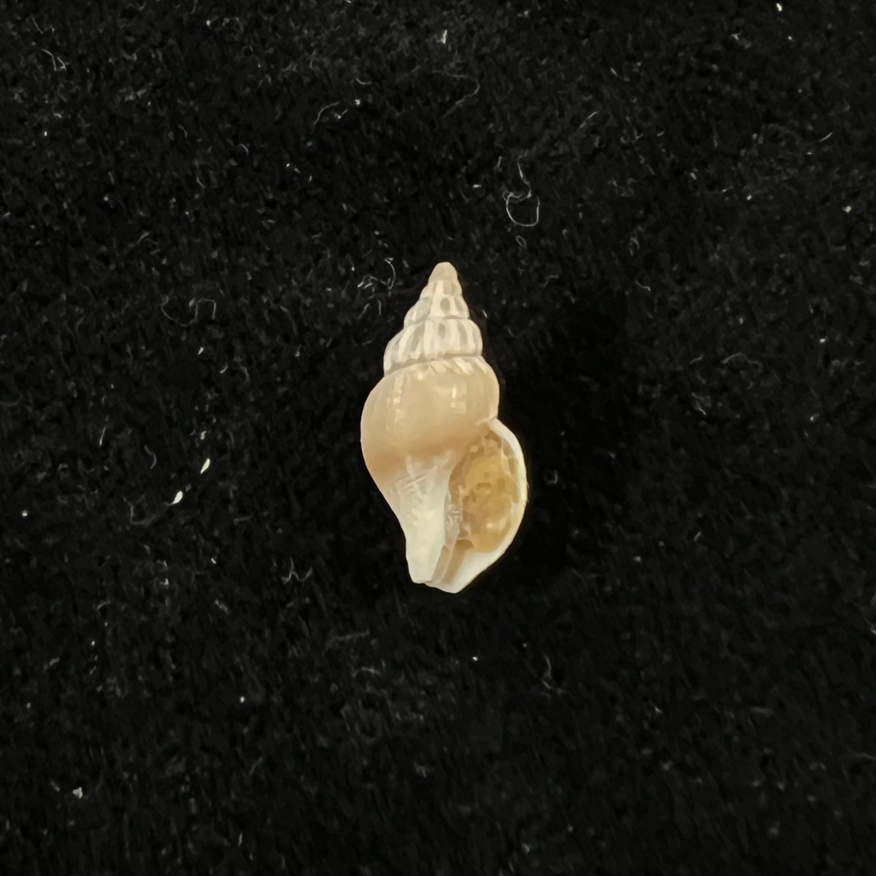 Pareuthria powelli Cernohorsky, 1977 -  13mm