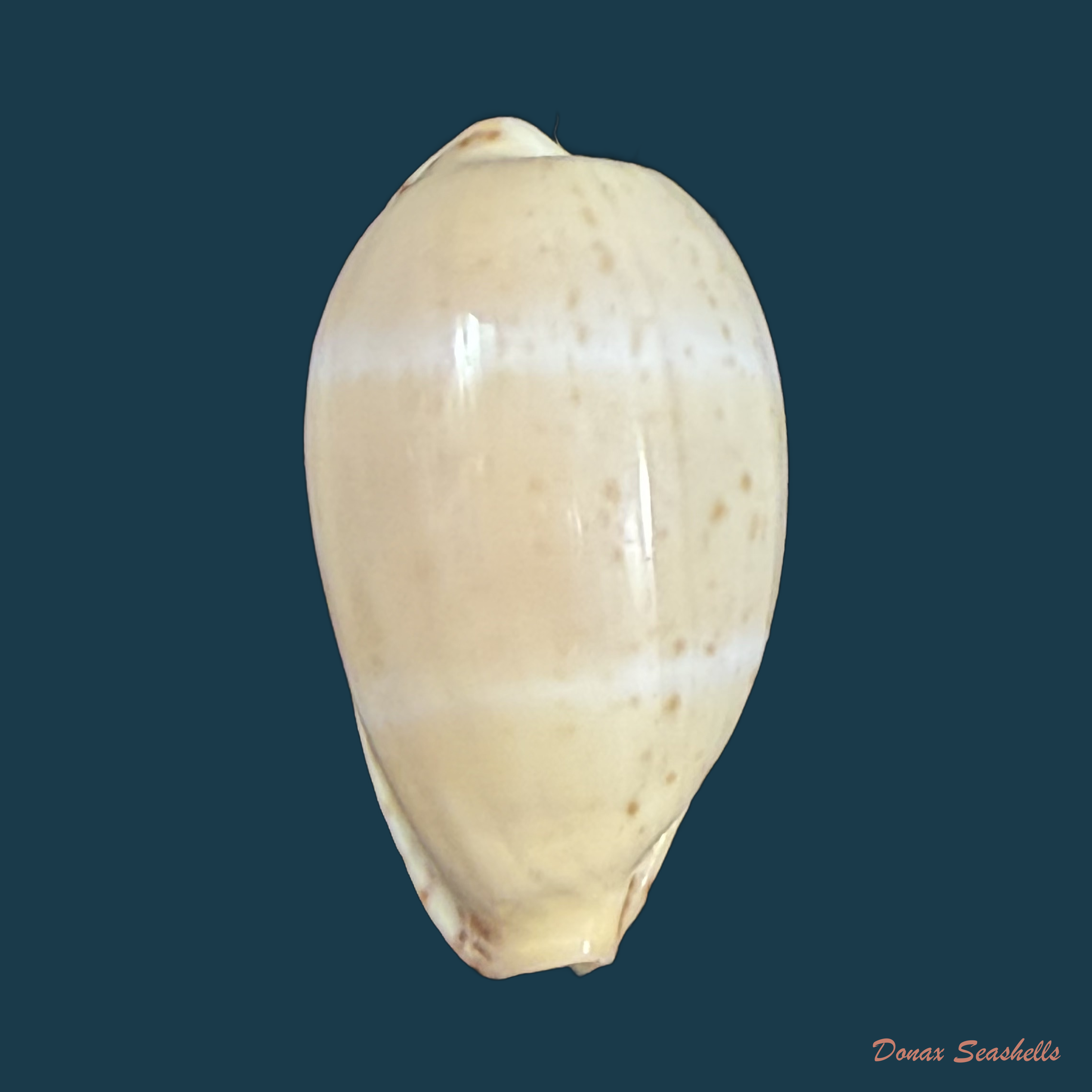 Contradusta walkeri (J. E. Gray, 1832) - 22,7mm