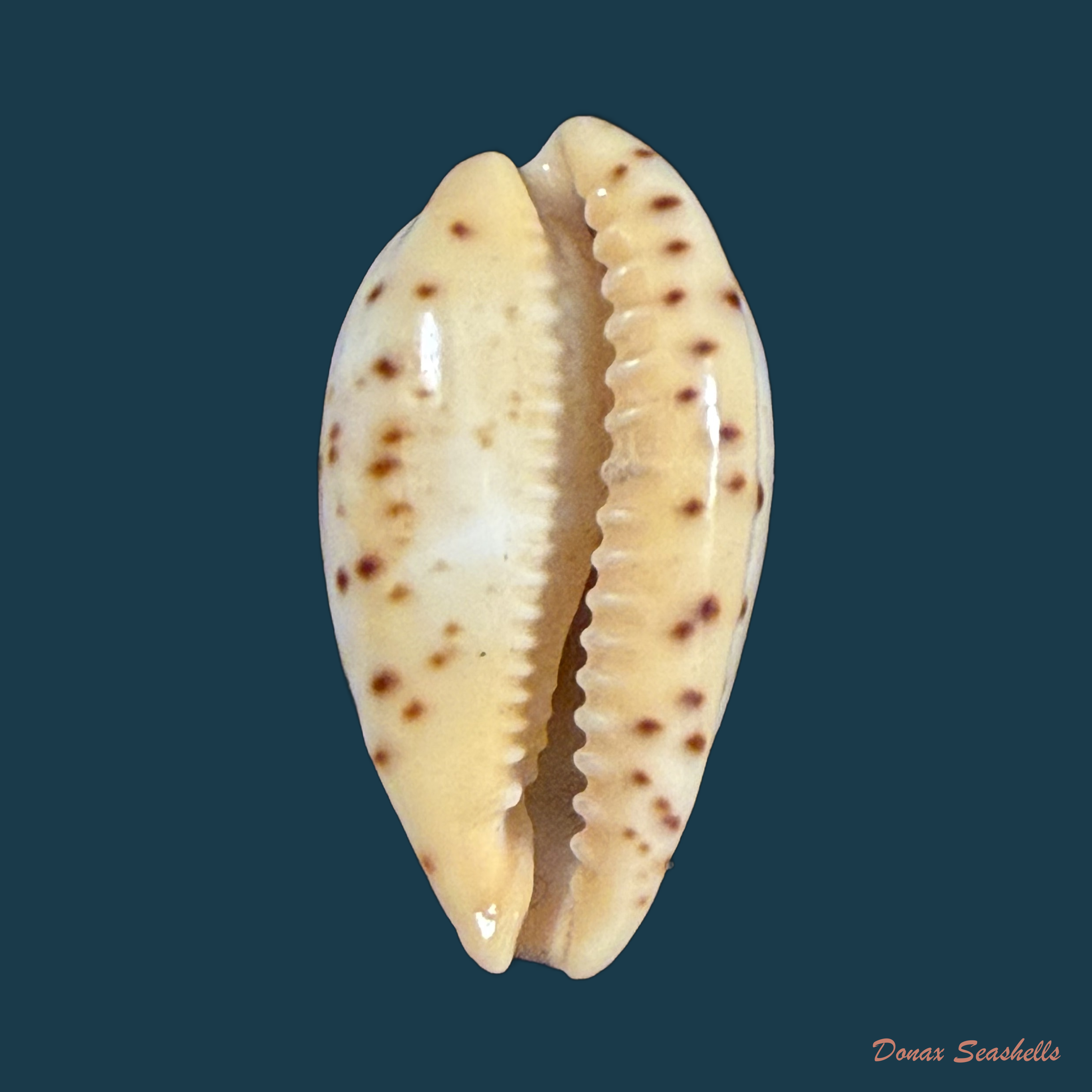Contradusta walkeri (J. E. Gray, 1832) - 22,7mm