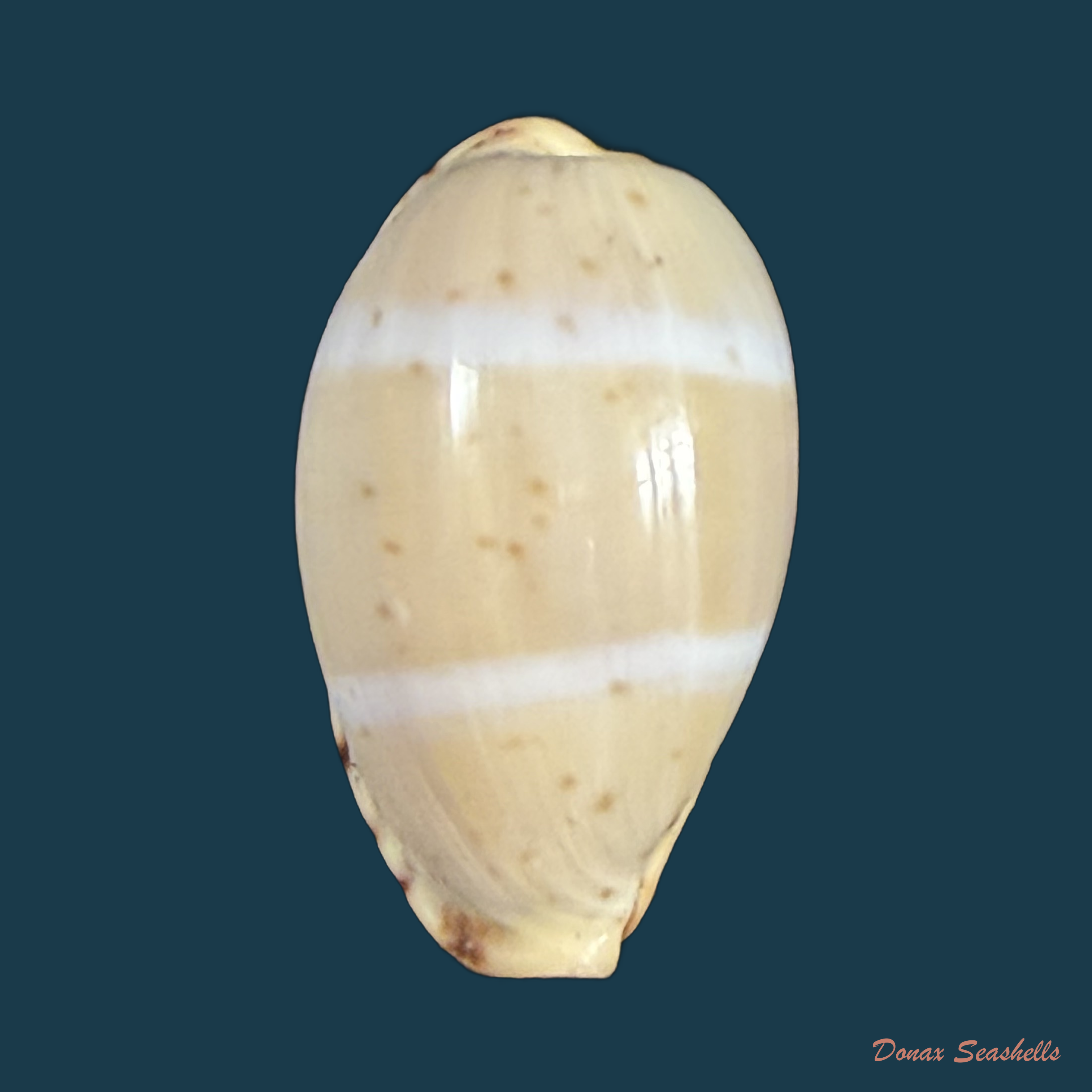 Contradusta walkeri (J. E. Gray, 1832) - 21,5mm