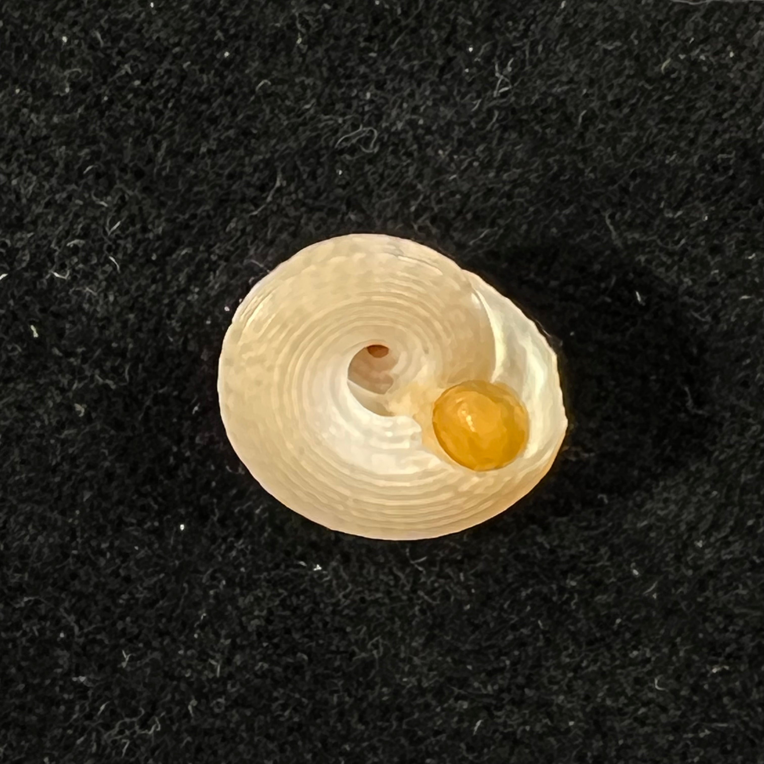 Agathistoma lividomaculatum (C. B. Adams, 1845) - 13,8mm