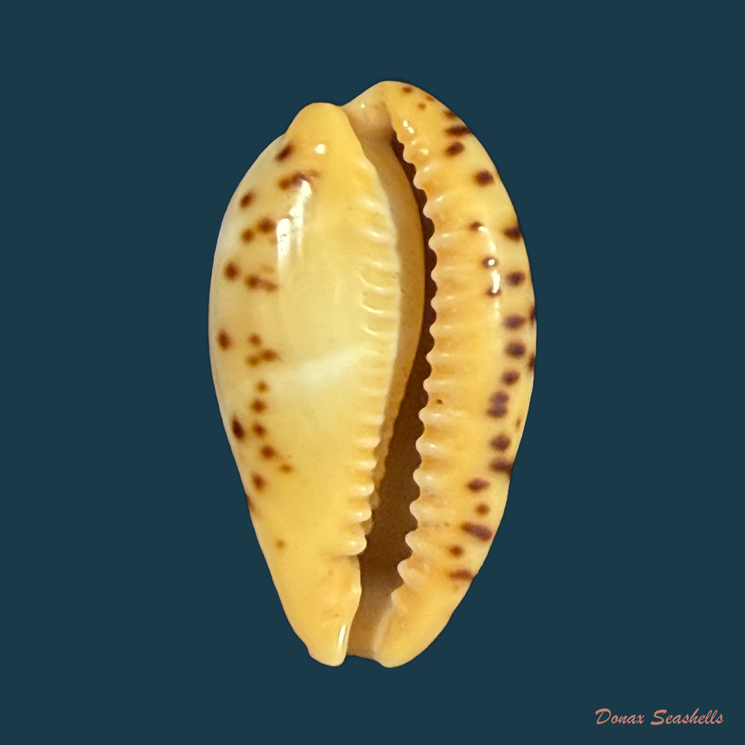 Contradusta walkeri (J. E. Gray, 1832) - 21,5mm