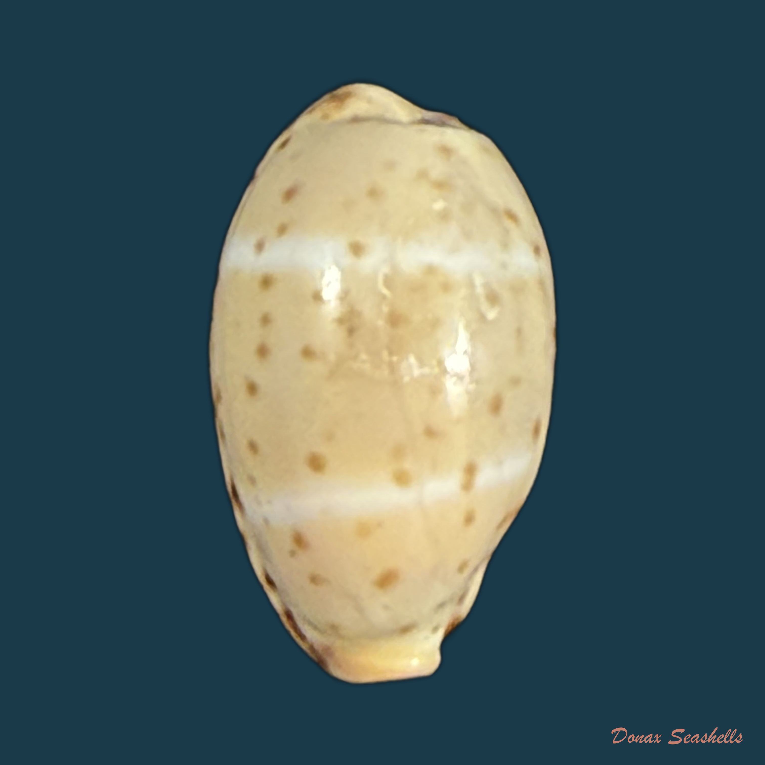 Palmadusta lutea lutea (Gmelin, 1791) - 13,5mm
