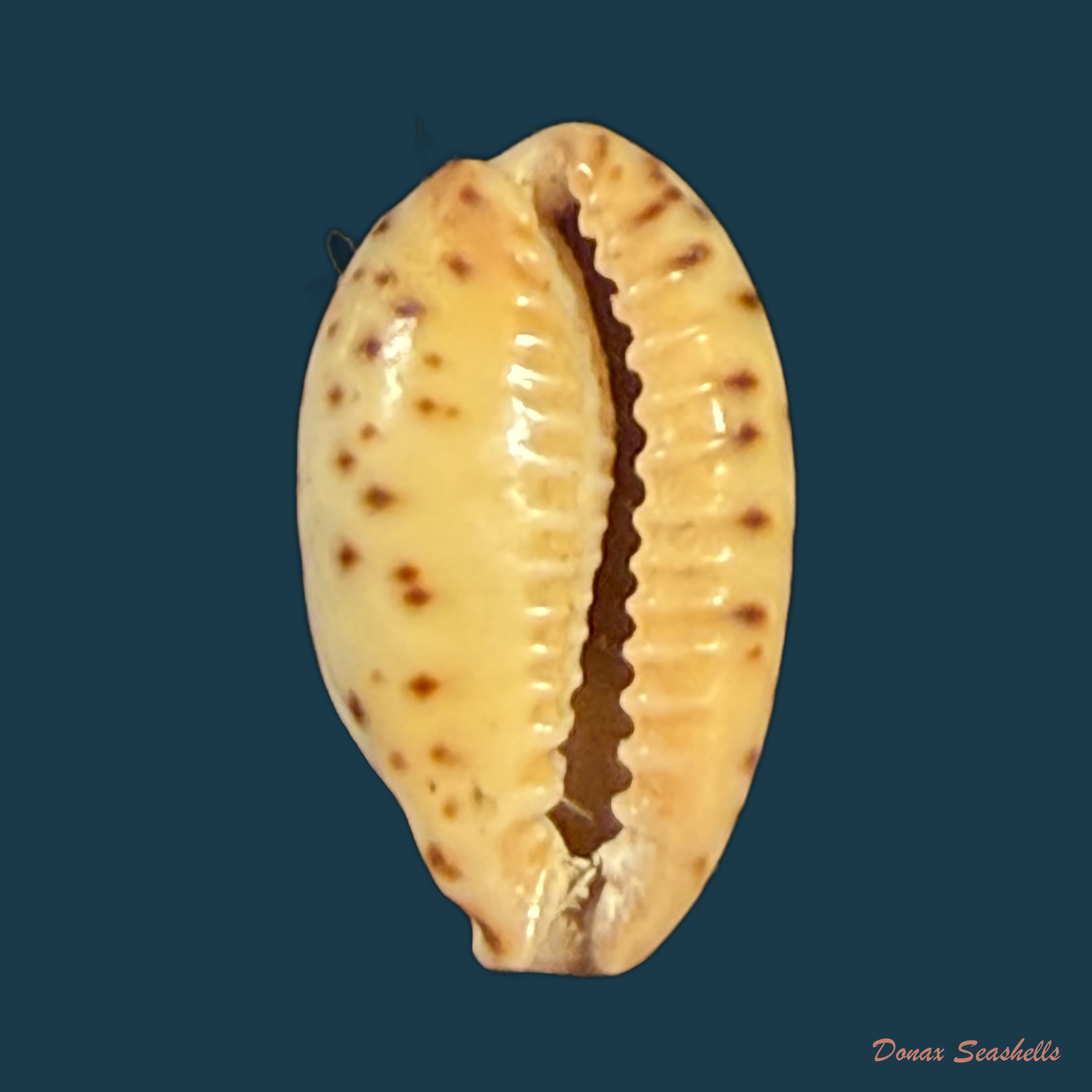 Palmadusta lutea lutea (Gmelin, 1791) - 13,5mm